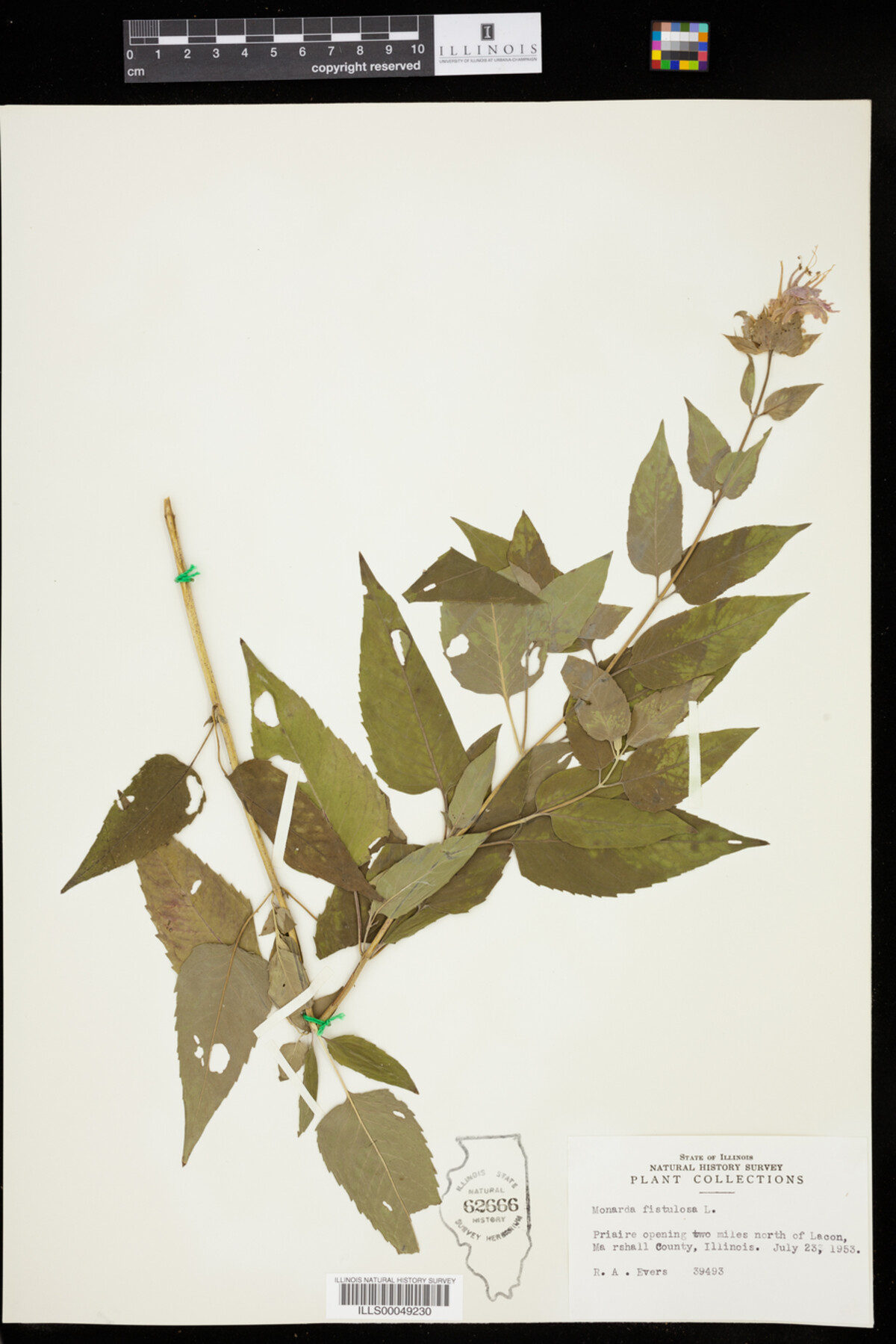 Monarda fistulosa image