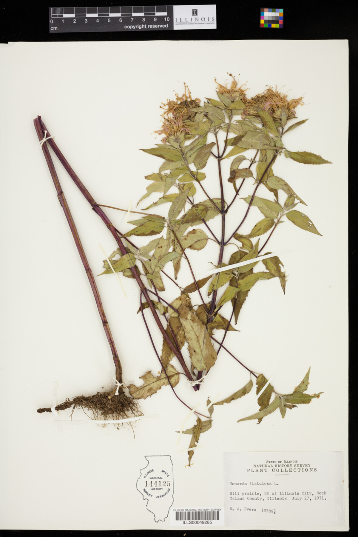 Monarda fistulosa image