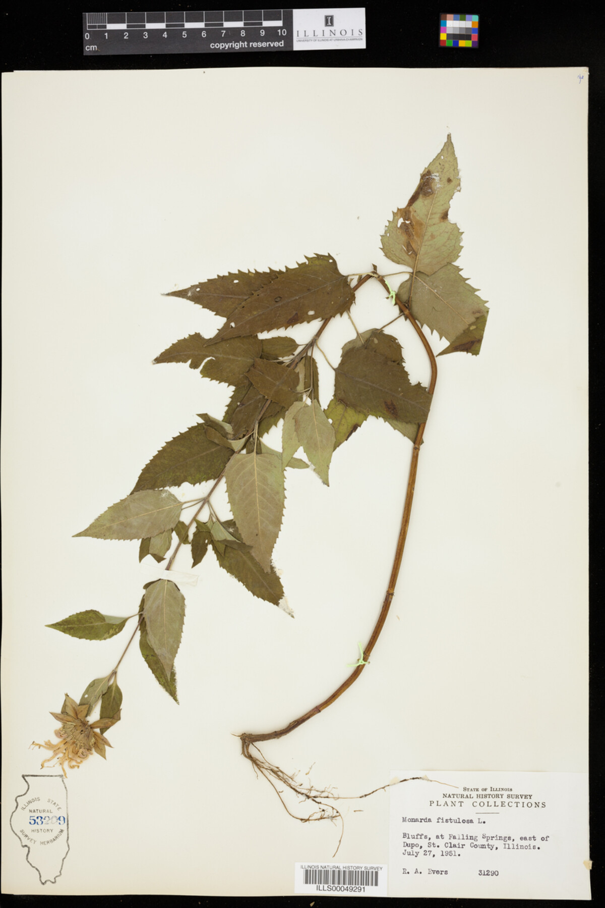 Monarda fistulosa image