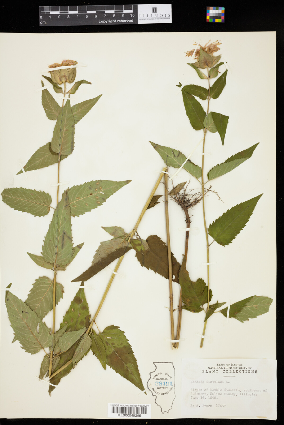 Monarda fistulosa image