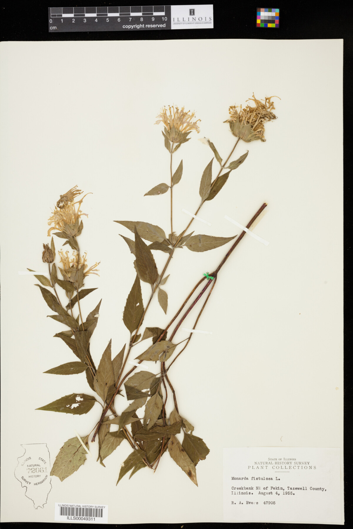 Monarda fistulosa image