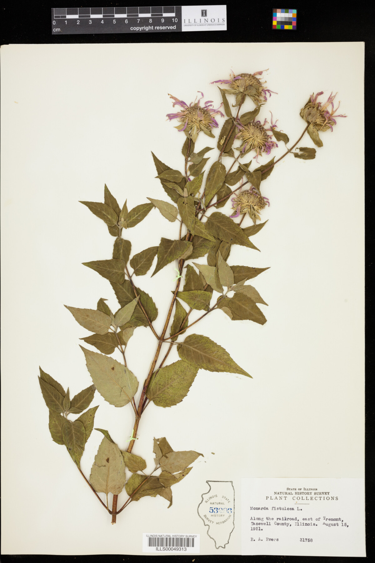 Monarda fistulosa image
