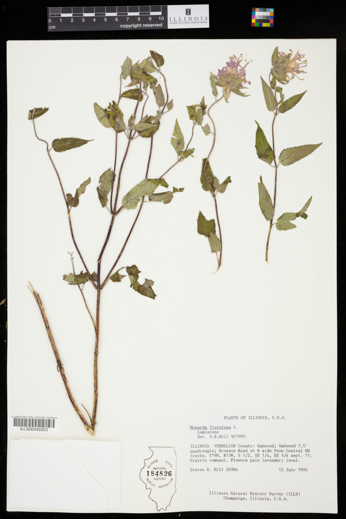 Monarda fistulosa image