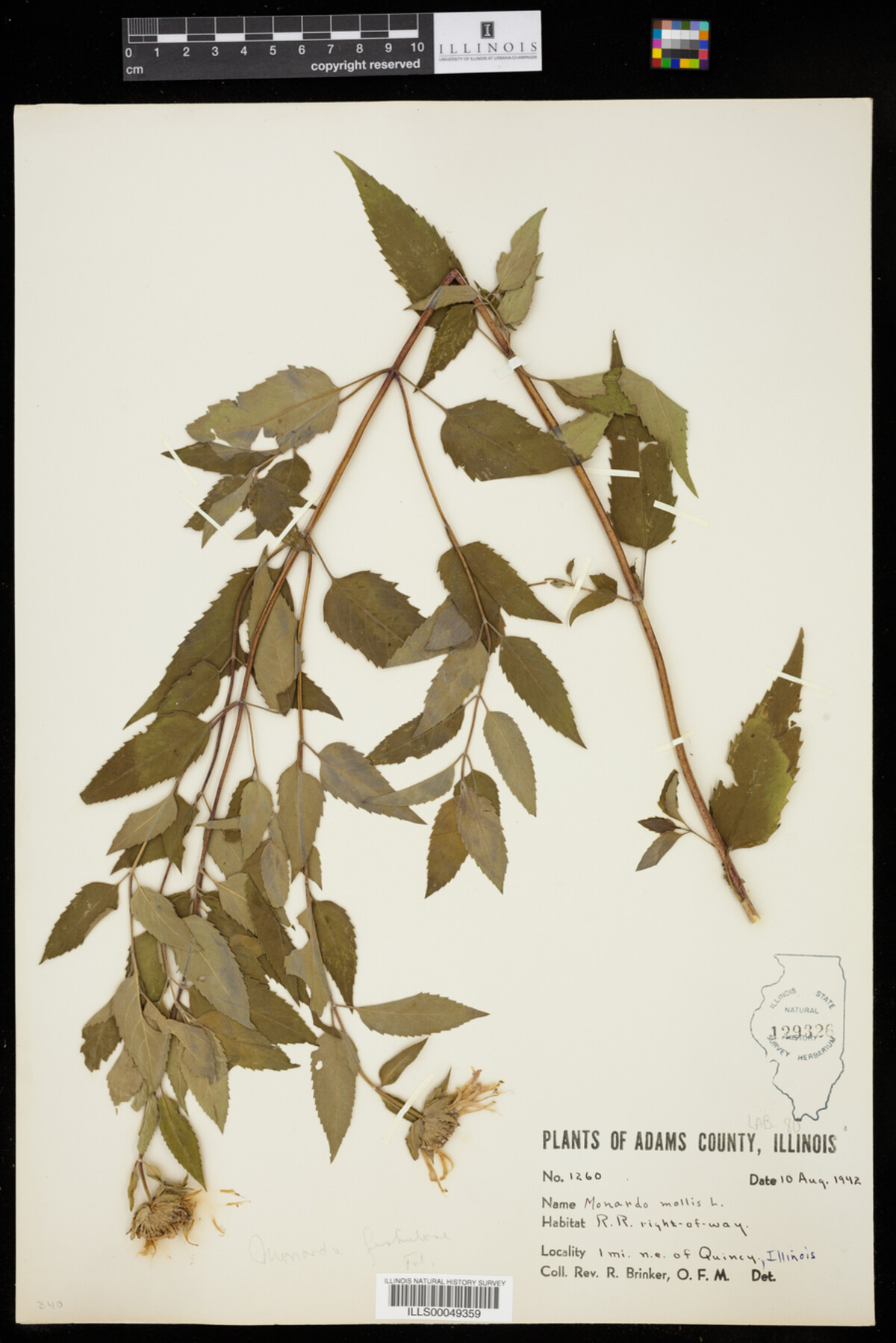 Monarda mollis image