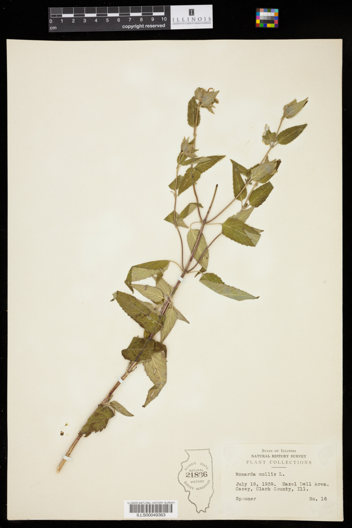 Monarda mollis image