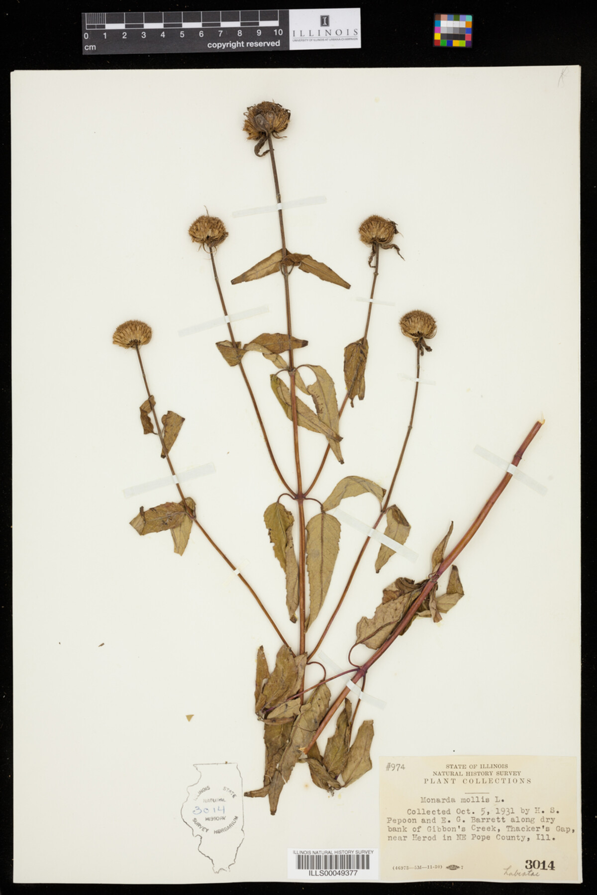 Monarda mollis image