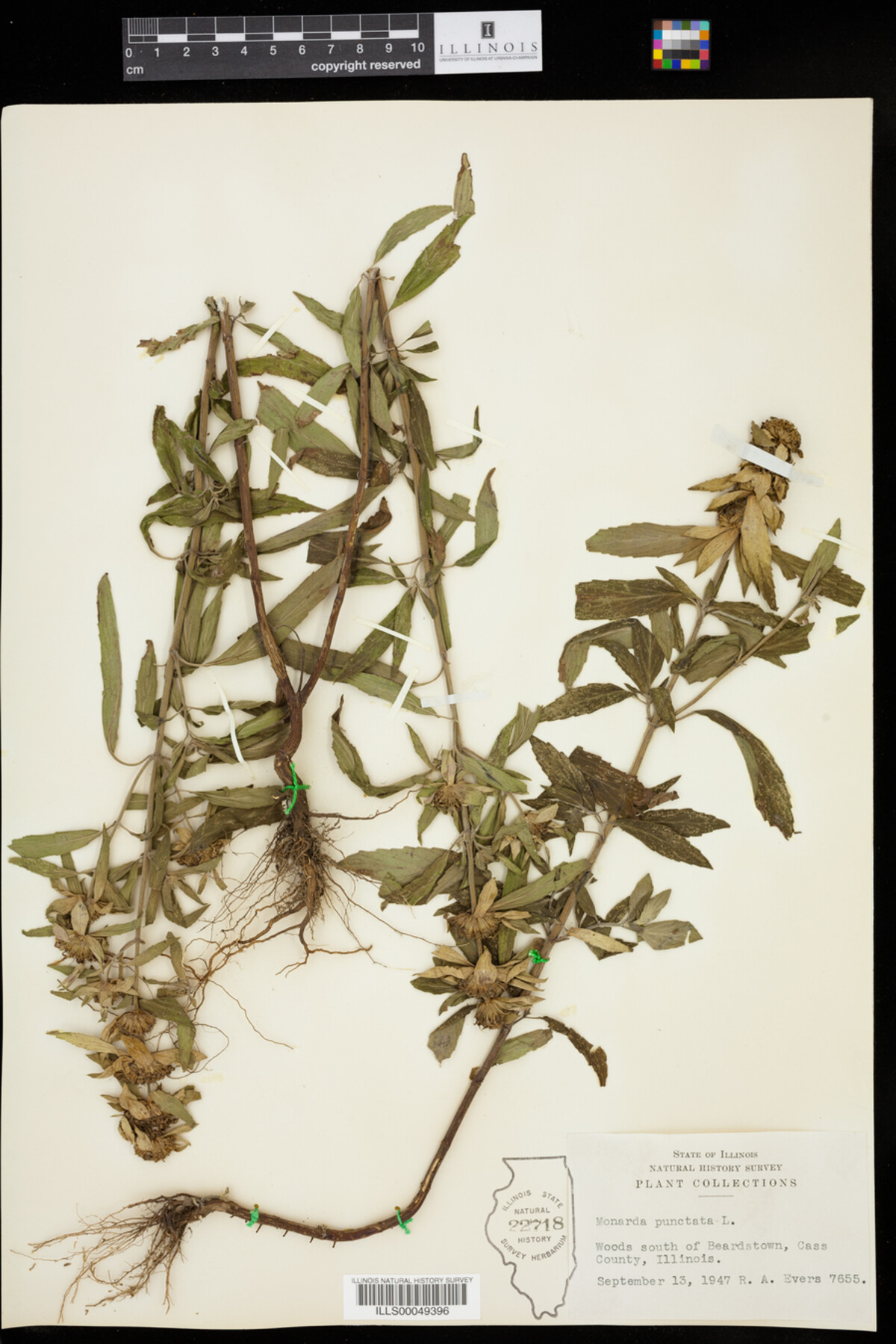 Monarda punctata image