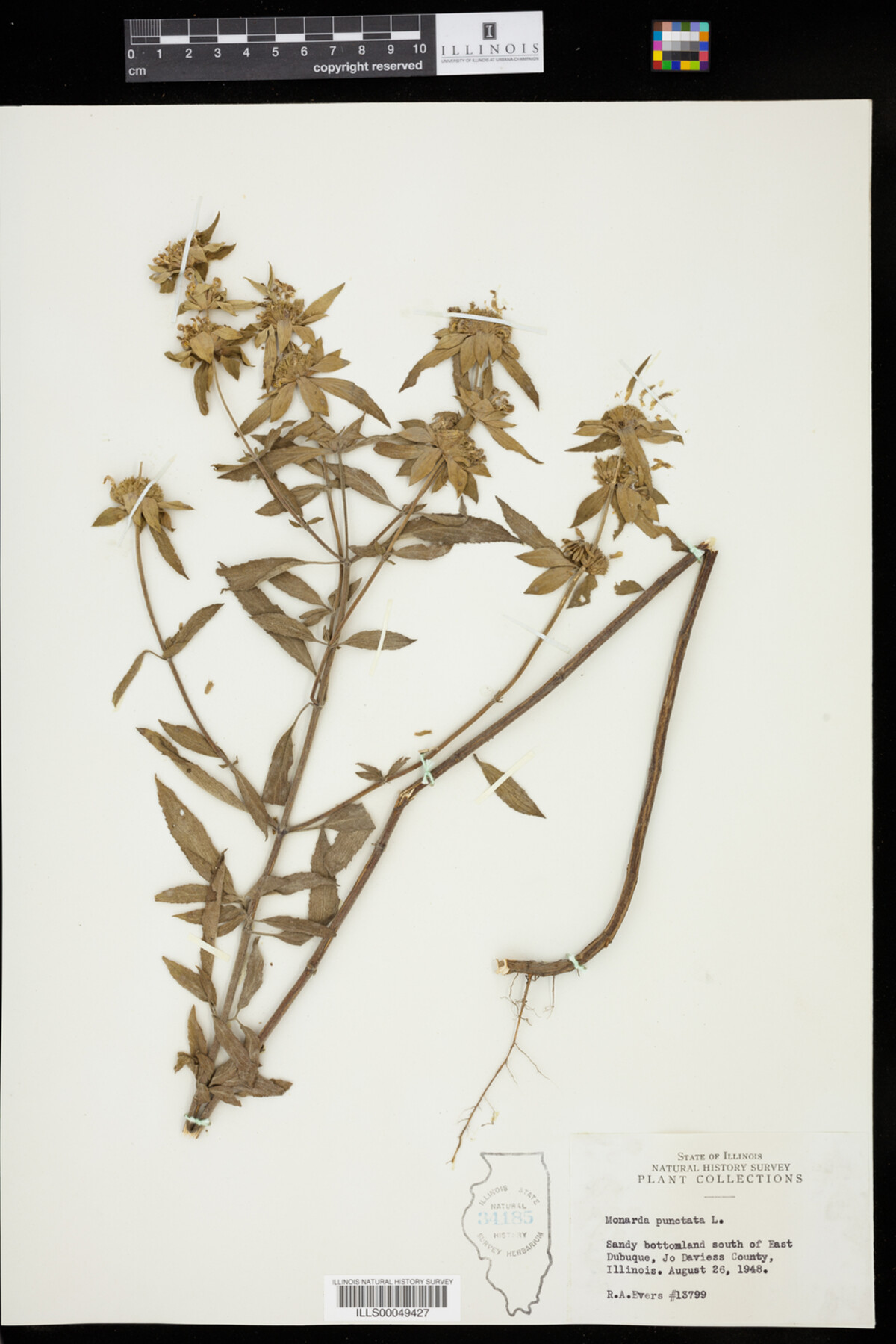 Monarda image