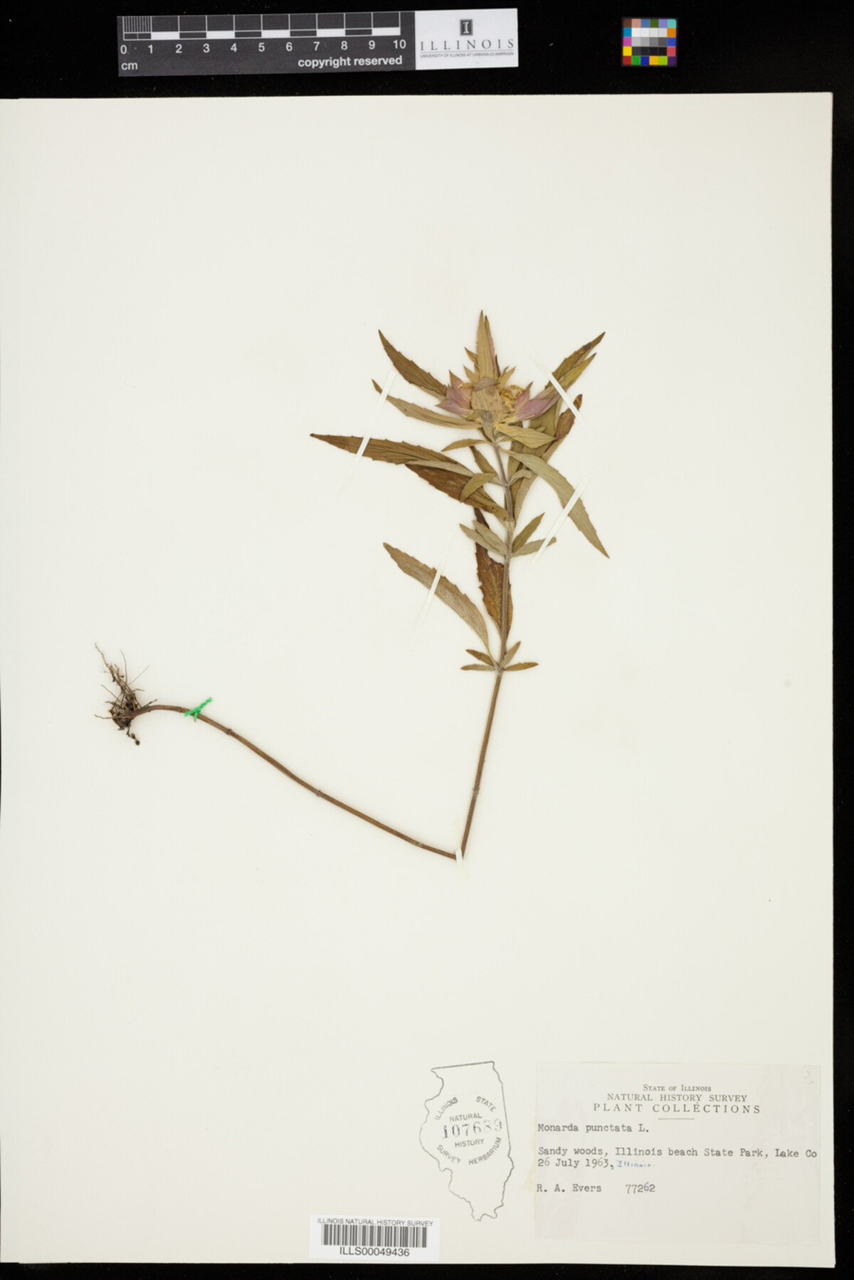 Monarda punctata image