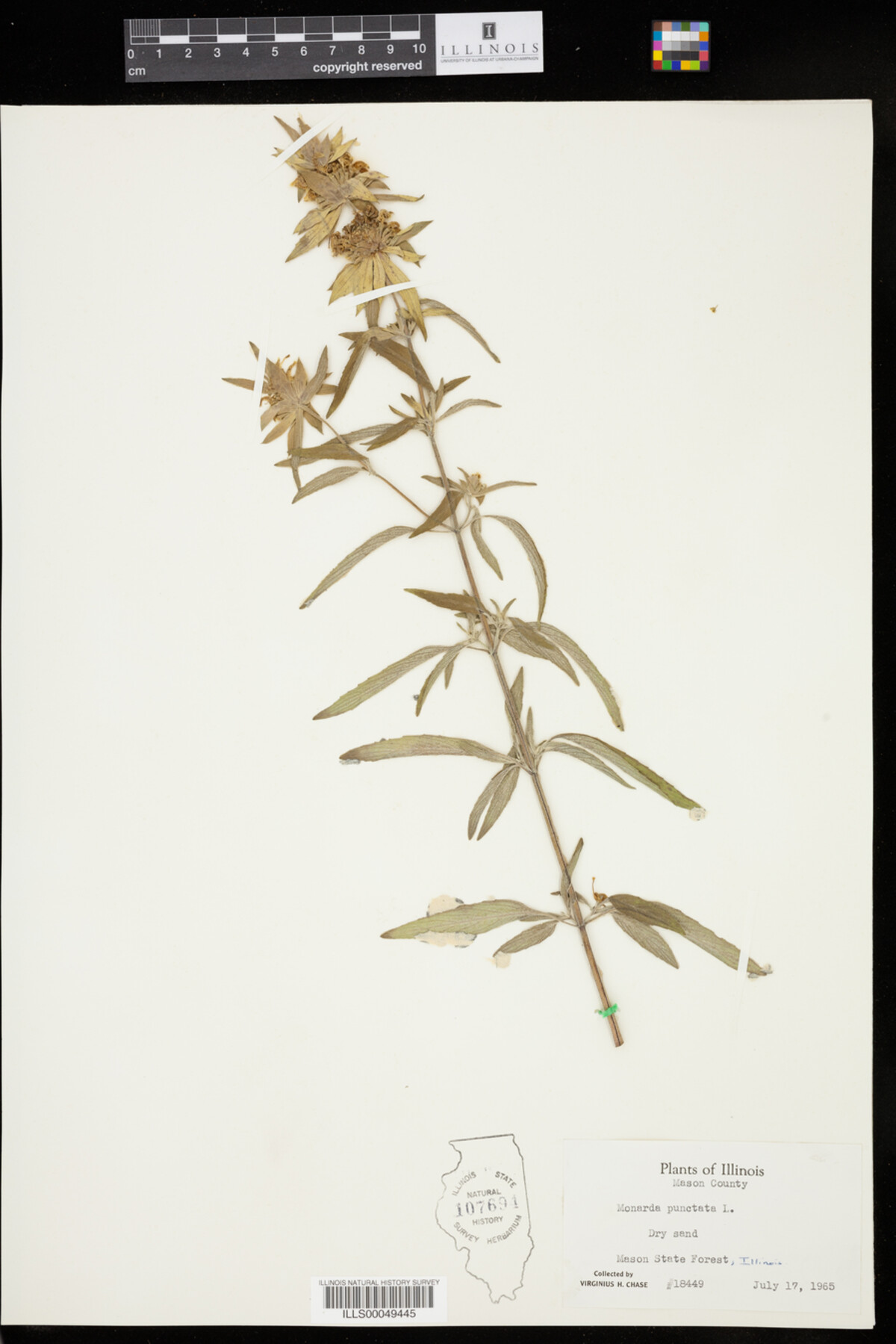 Monarda image