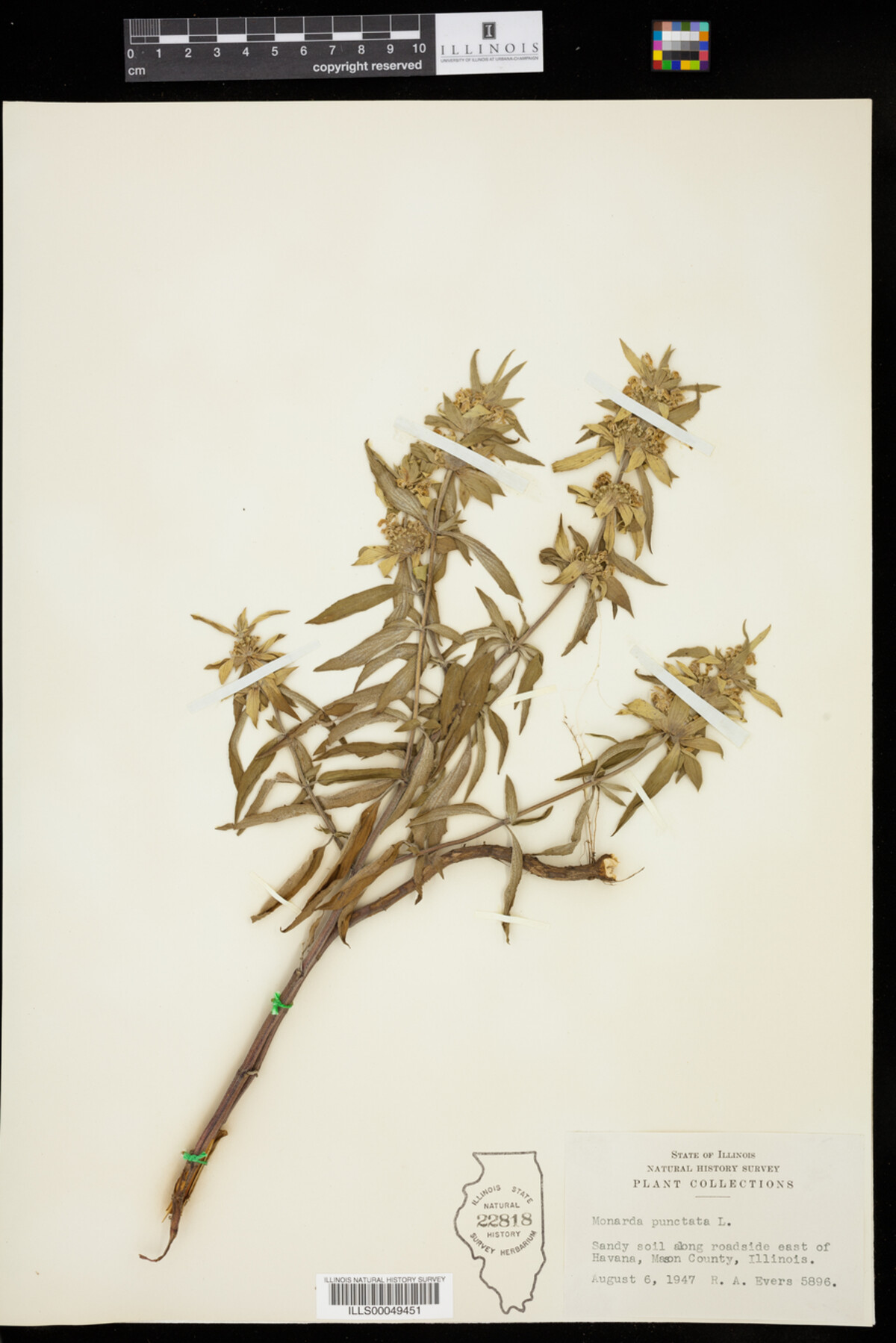 Monarda punctata image