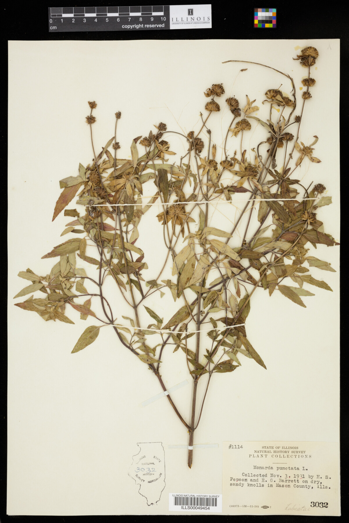 Monarda punctata image