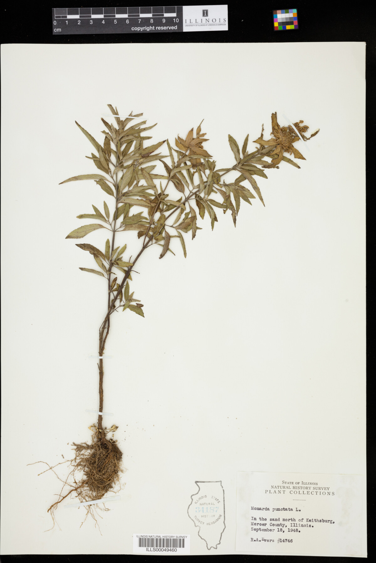 Monarda punctata image