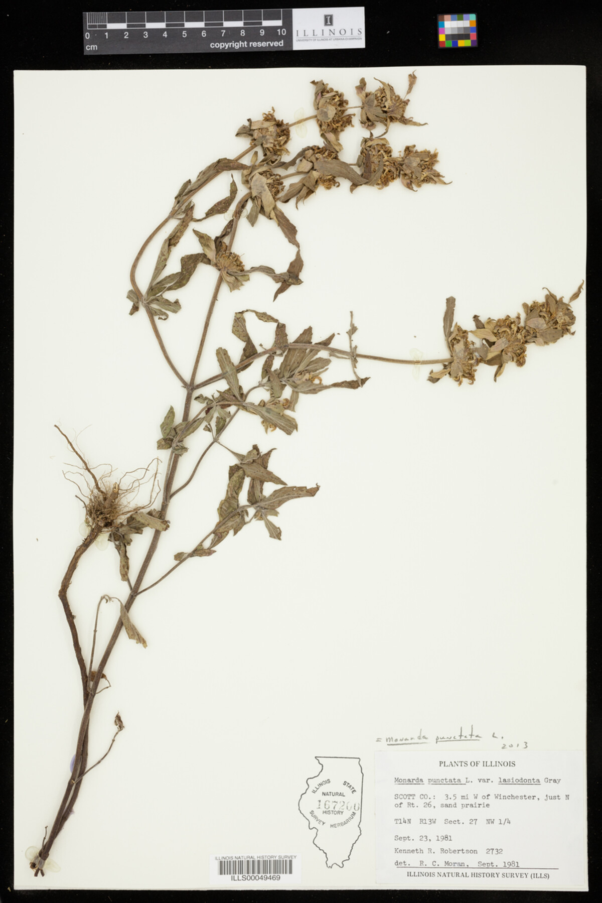 Monarda punctata image