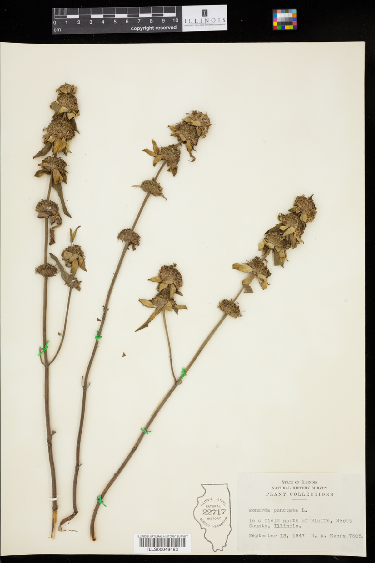 Monarda punctata image