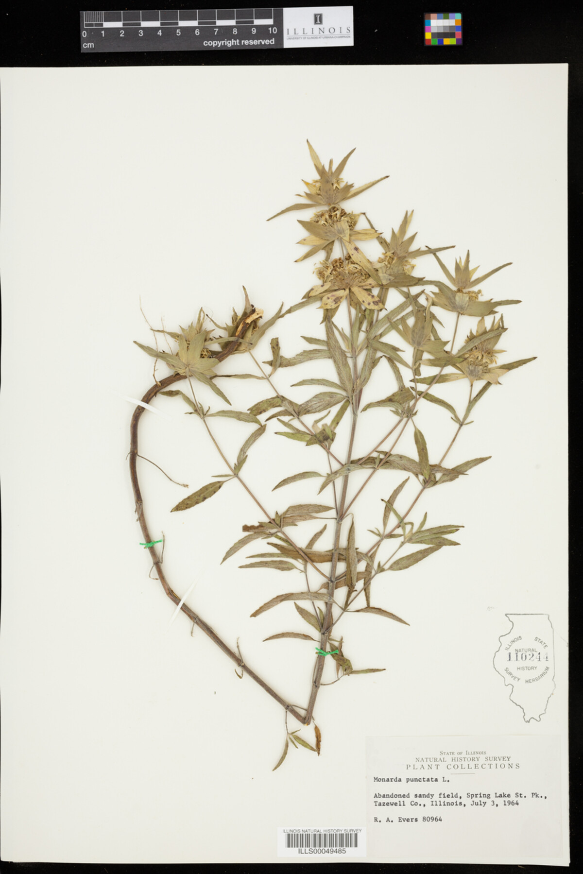 Monarda punctata image