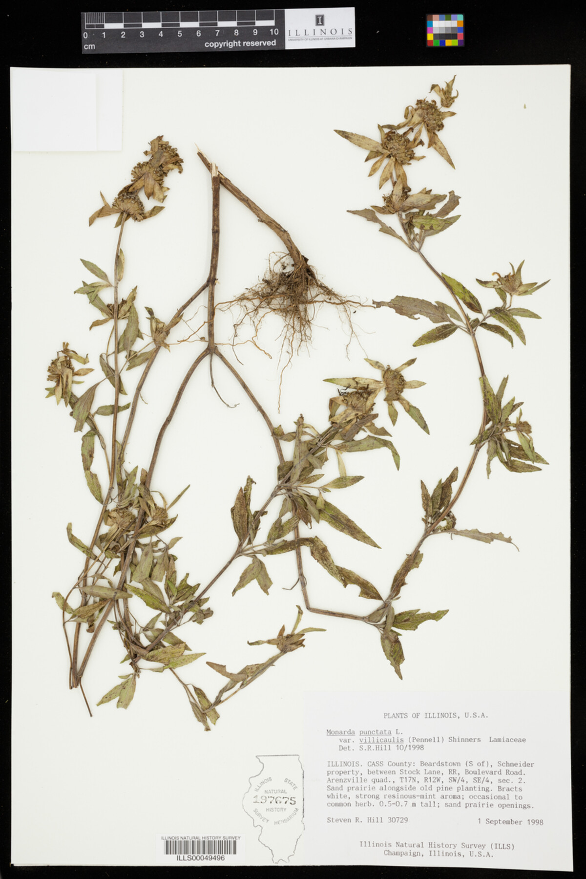 Monarda punctata var. villicaulis image