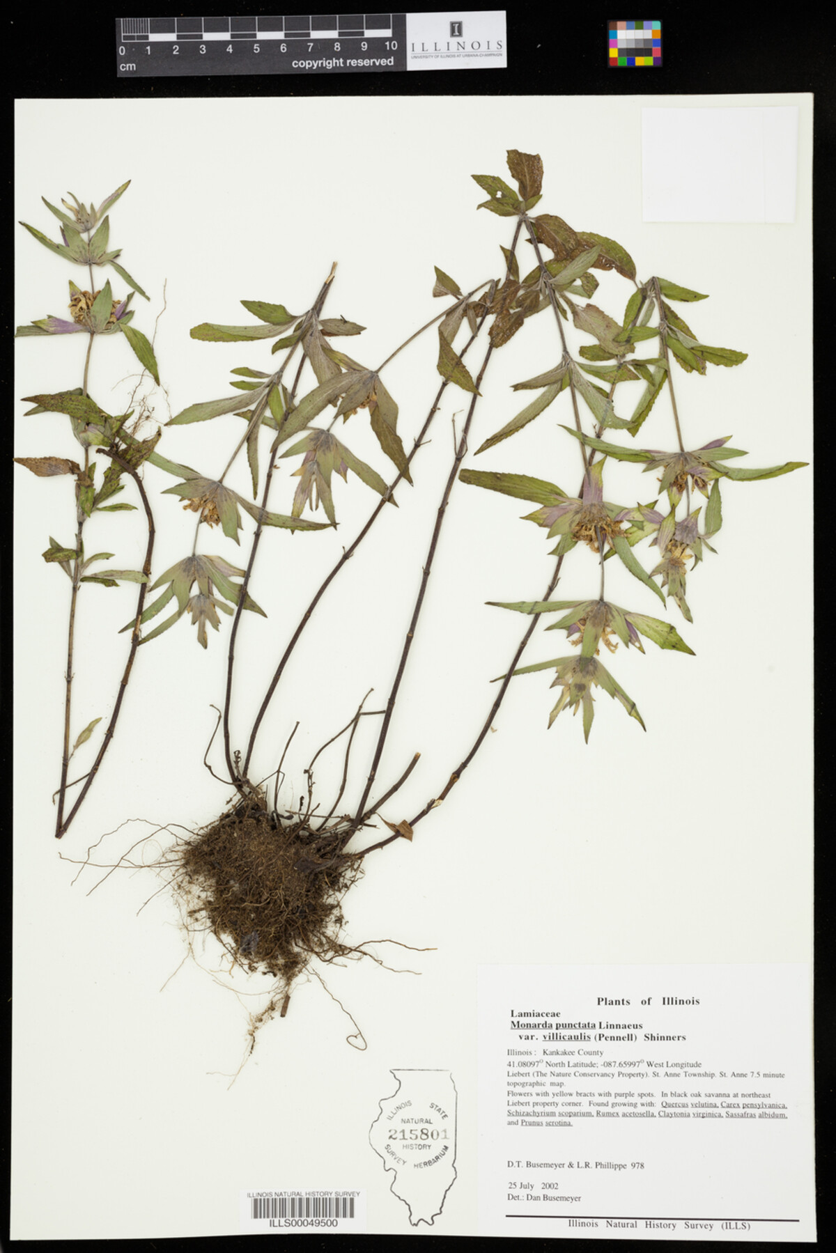 Monarda punctata var. villicaulis image