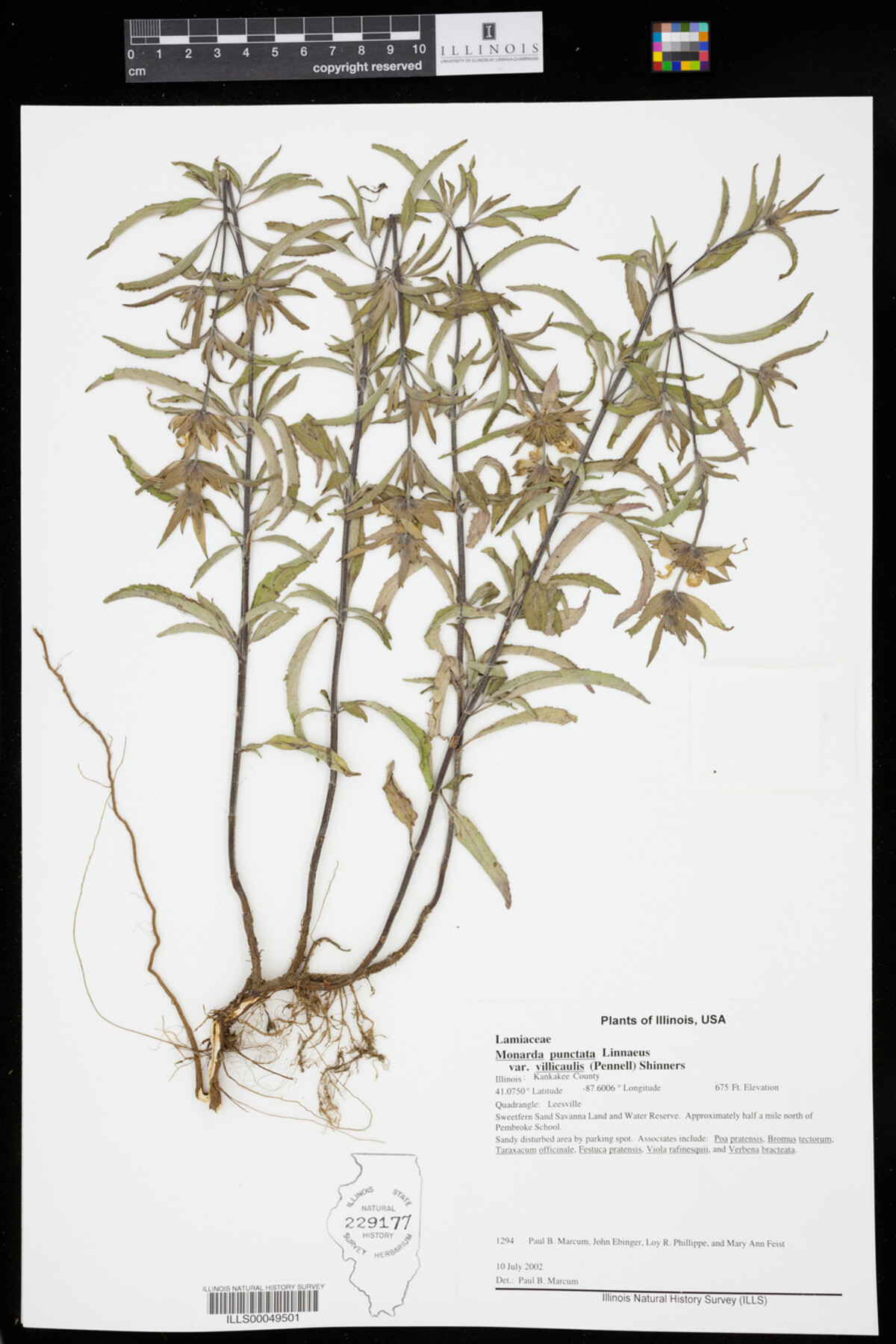 Monarda punctata var. villicaulis image