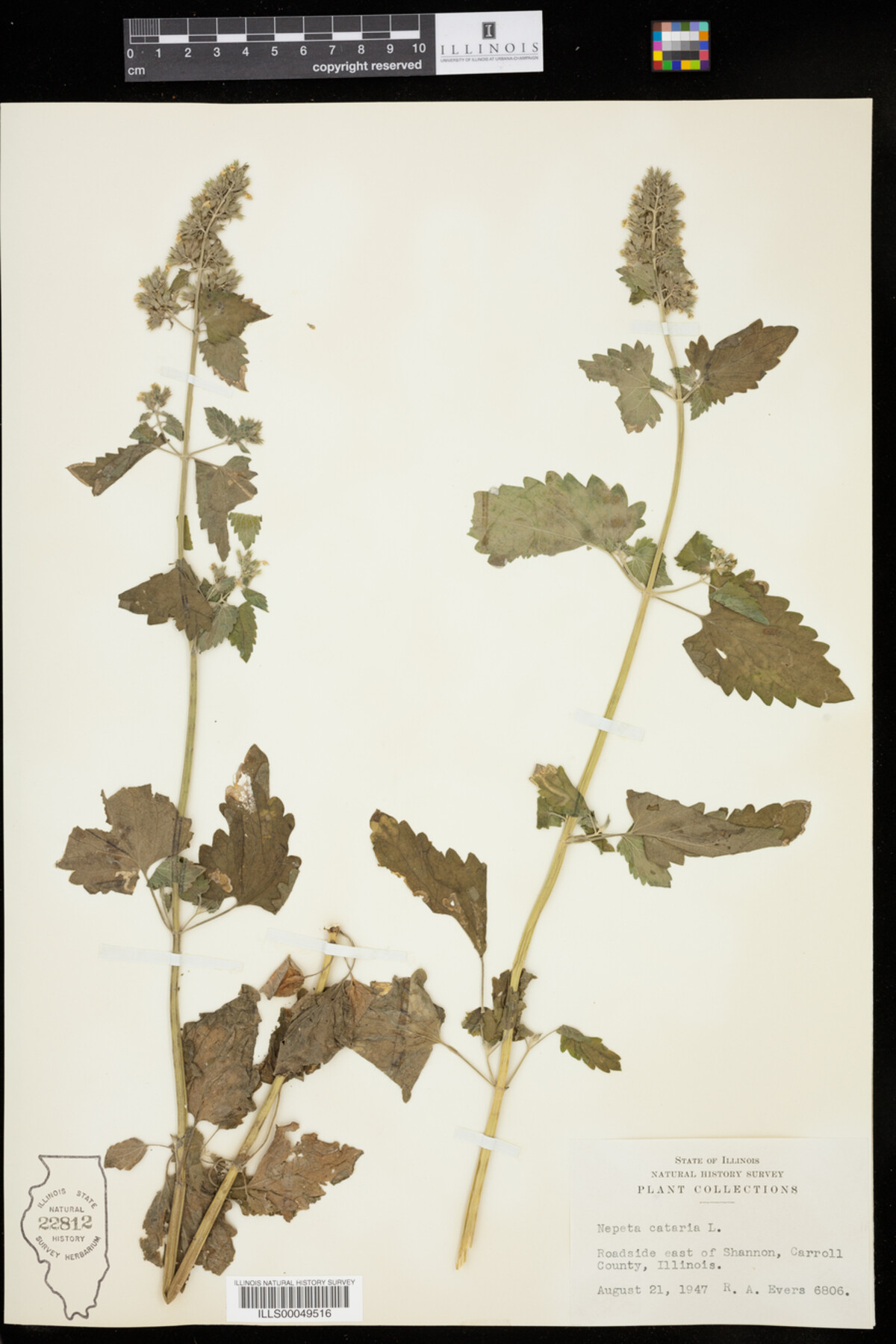 Nepeta image