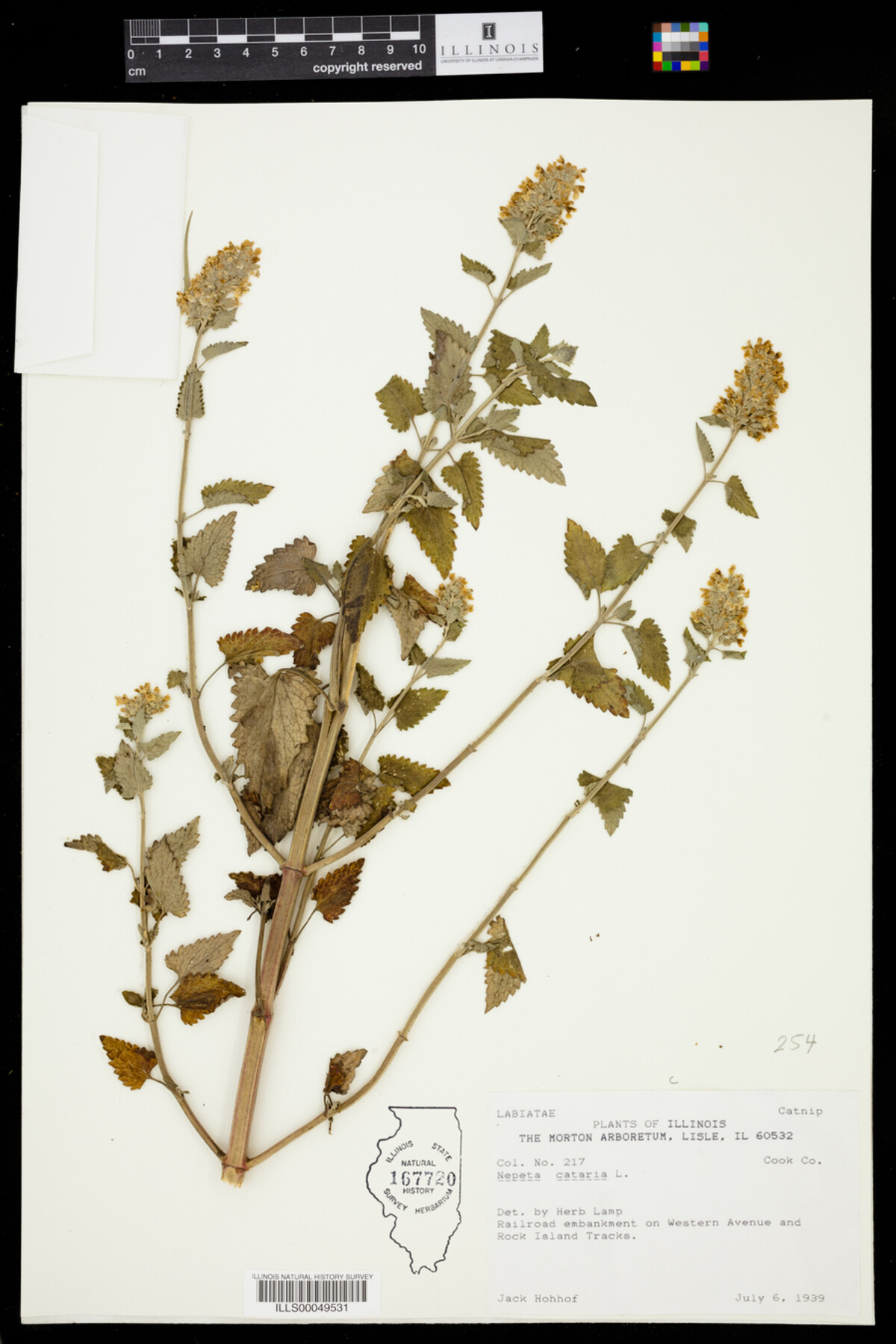 Nepeta cataria image