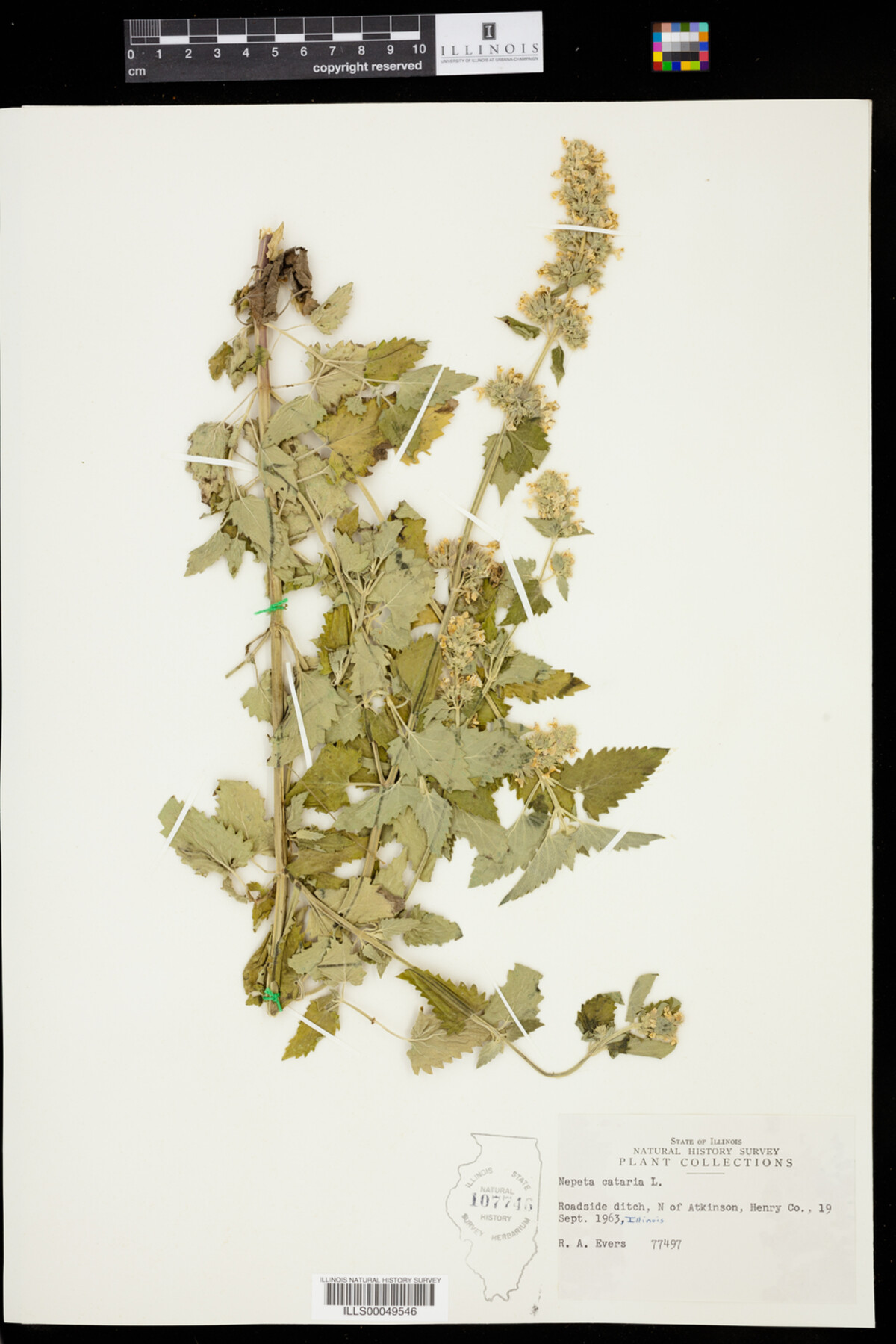 Nepeta cataria image