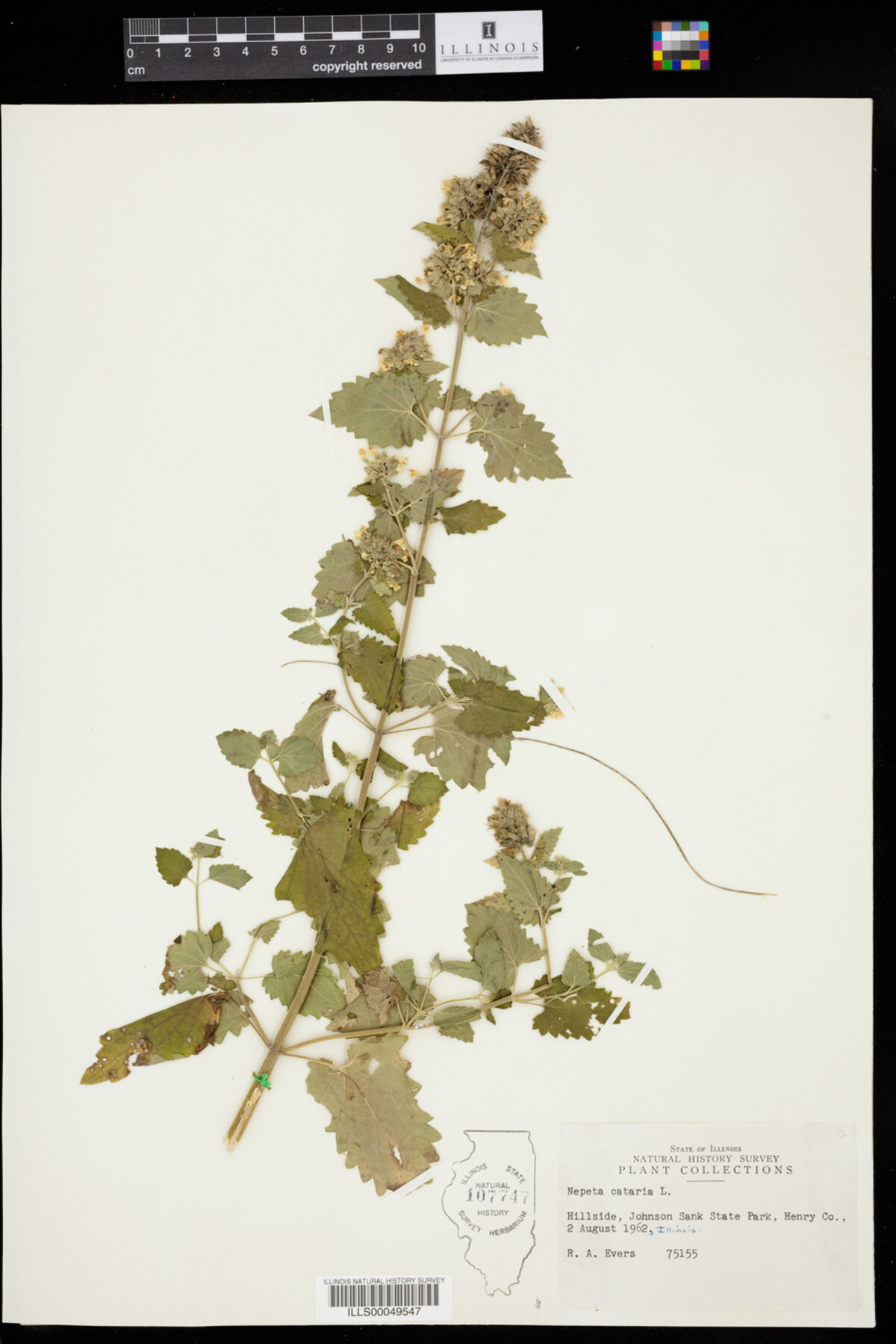 Nepeta cataria image