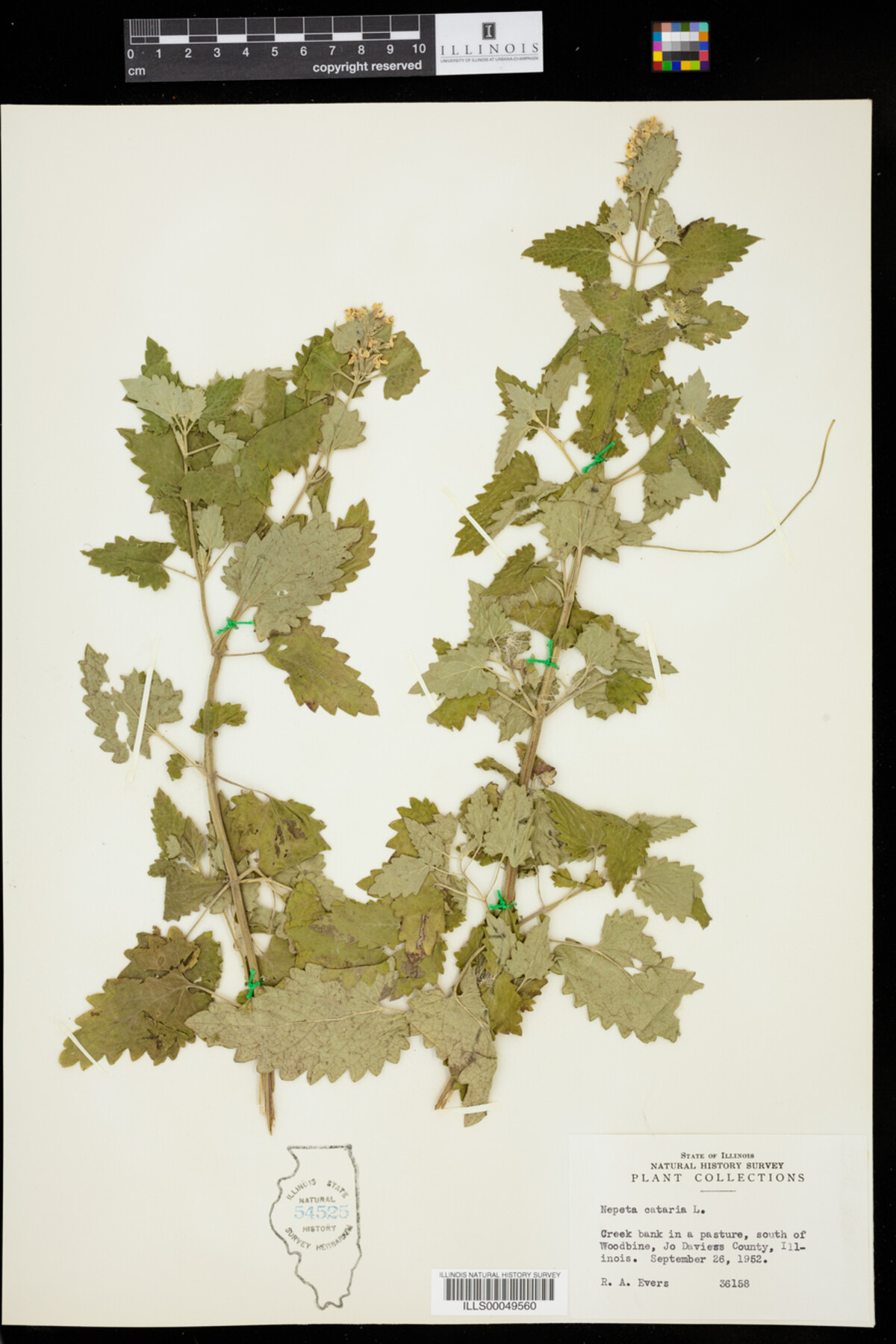Nepeta cataria image
