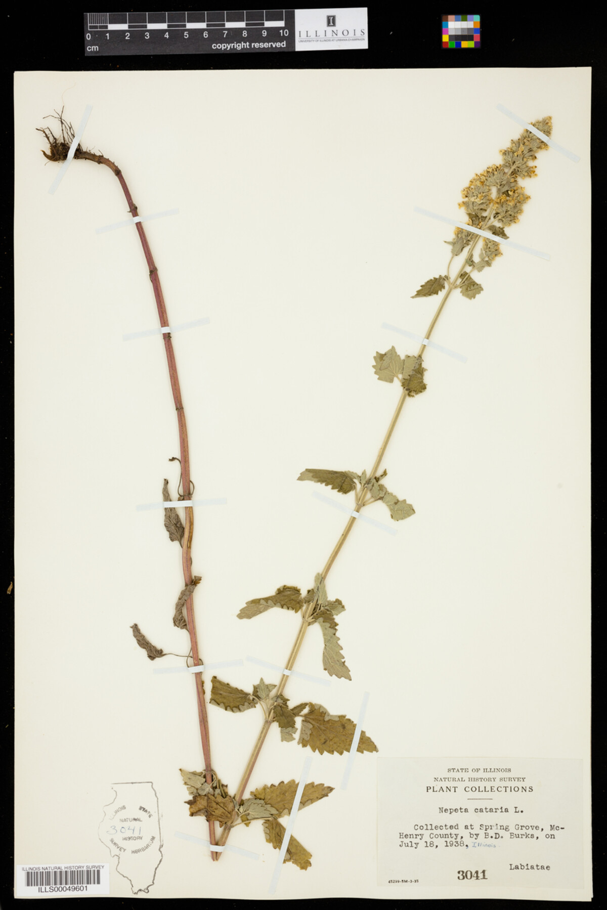 Nepeta cataria image