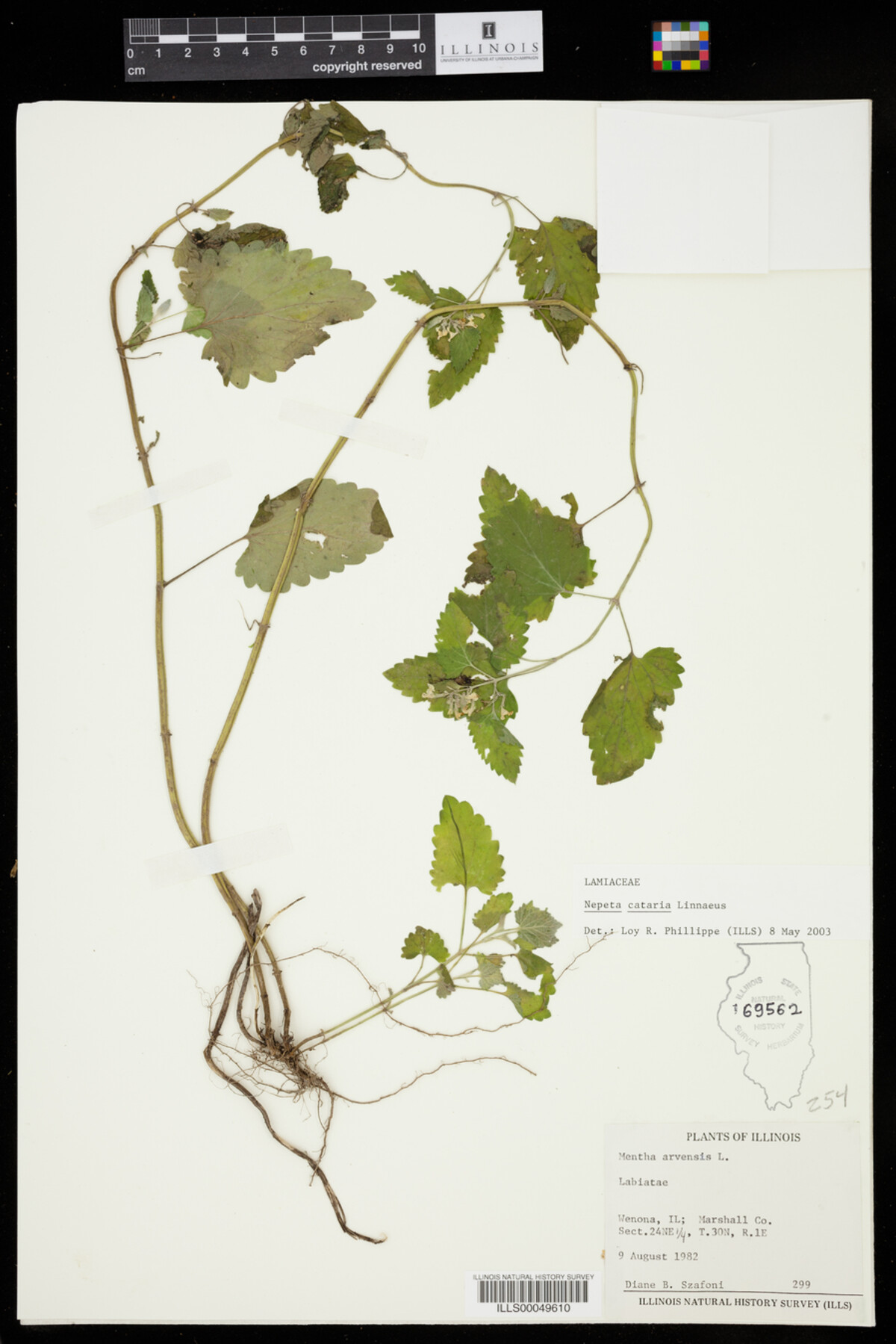 Nepeta cataria image