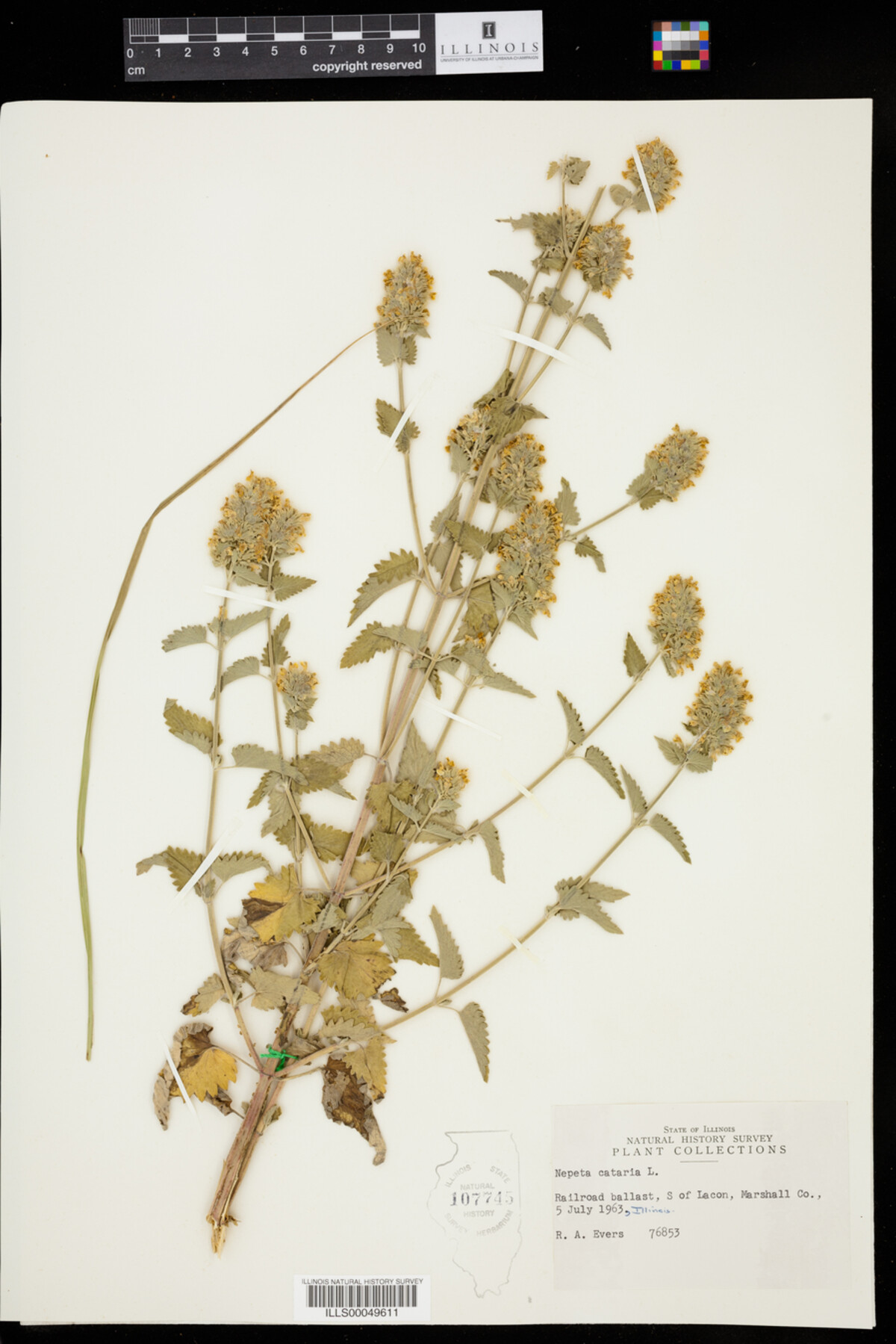 Nepeta cataria image