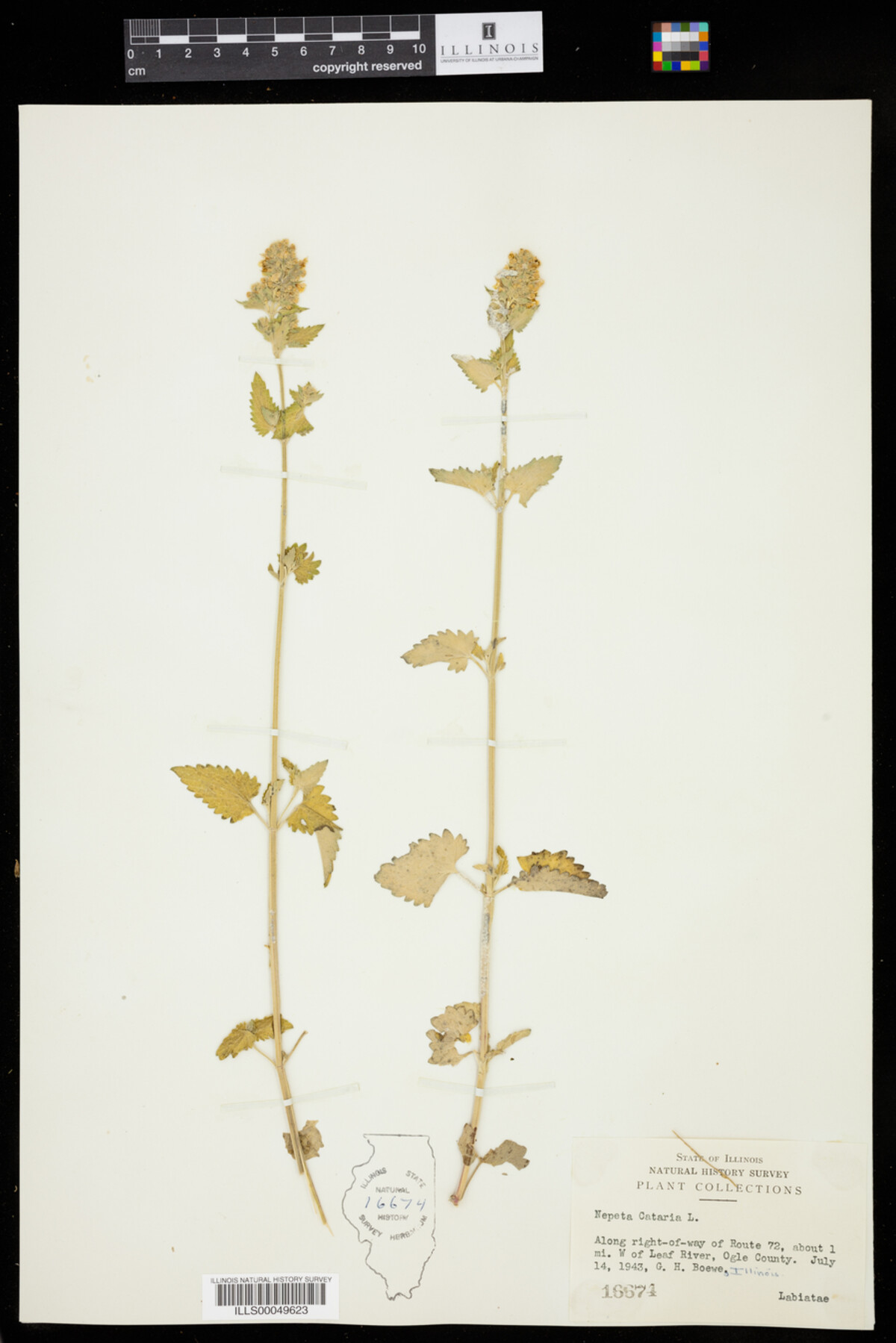 Nepeta cataria image