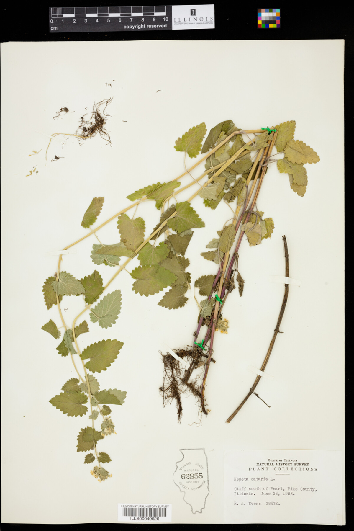 Nepeta cataria image