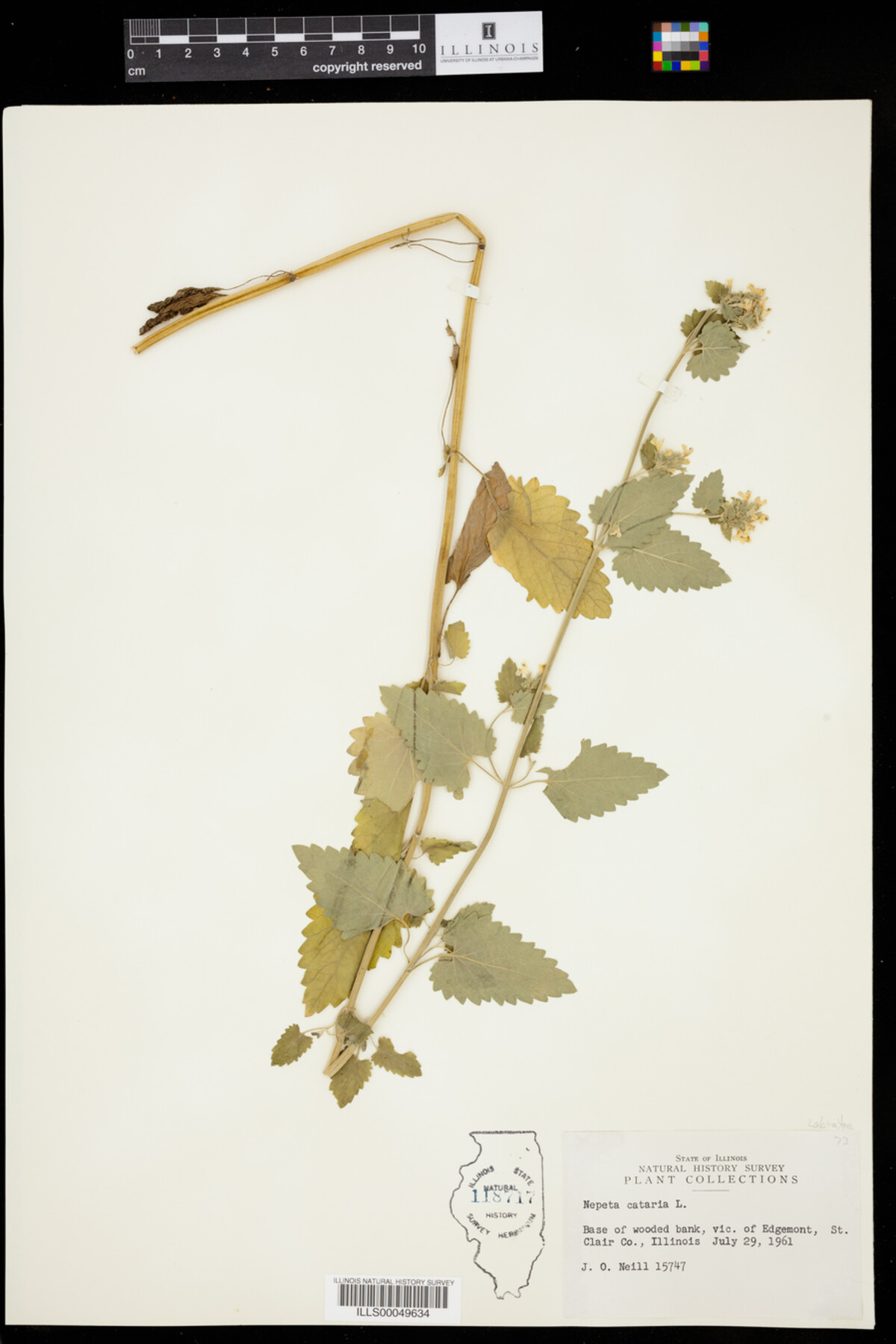 Nepeta cataria image