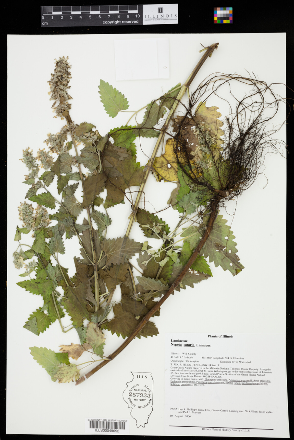 Nepeta cataria image