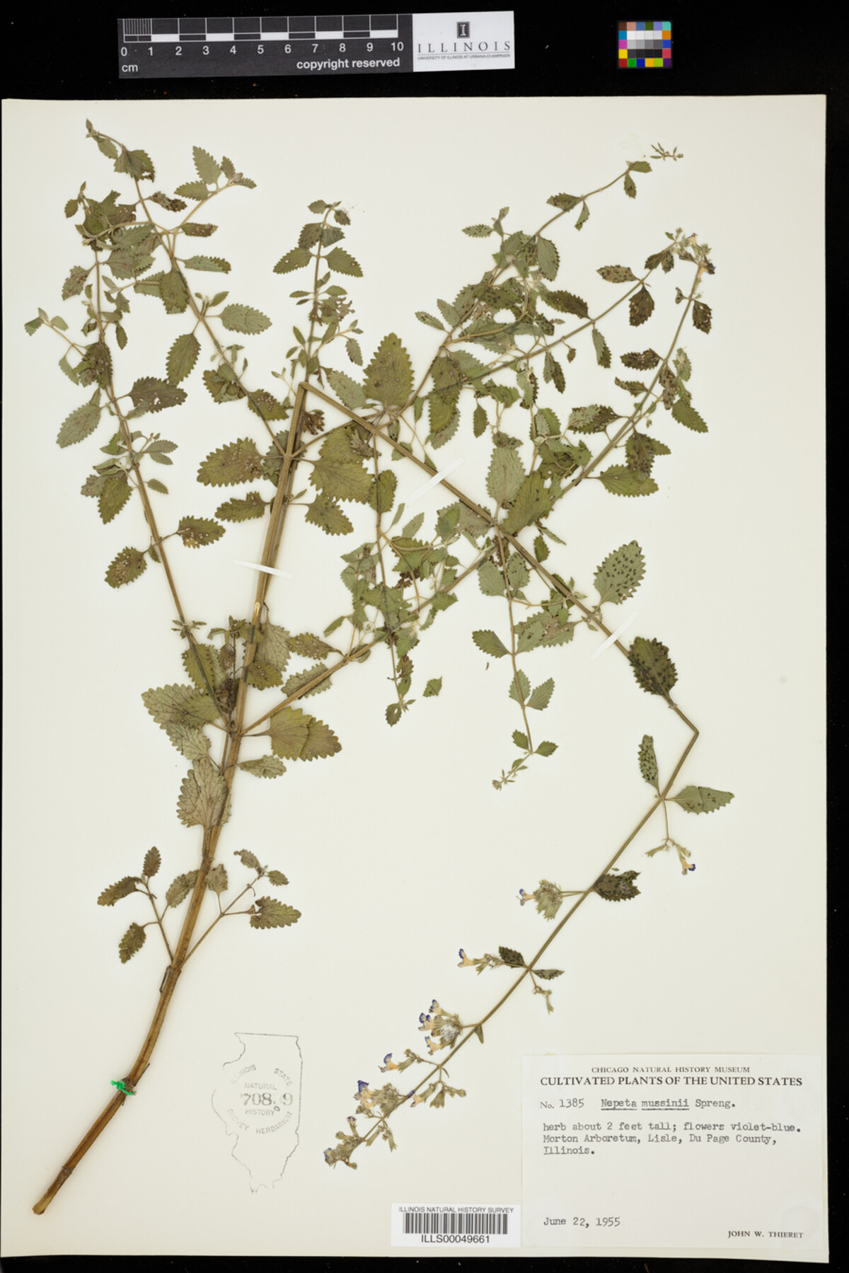 Nepeta mussinii image