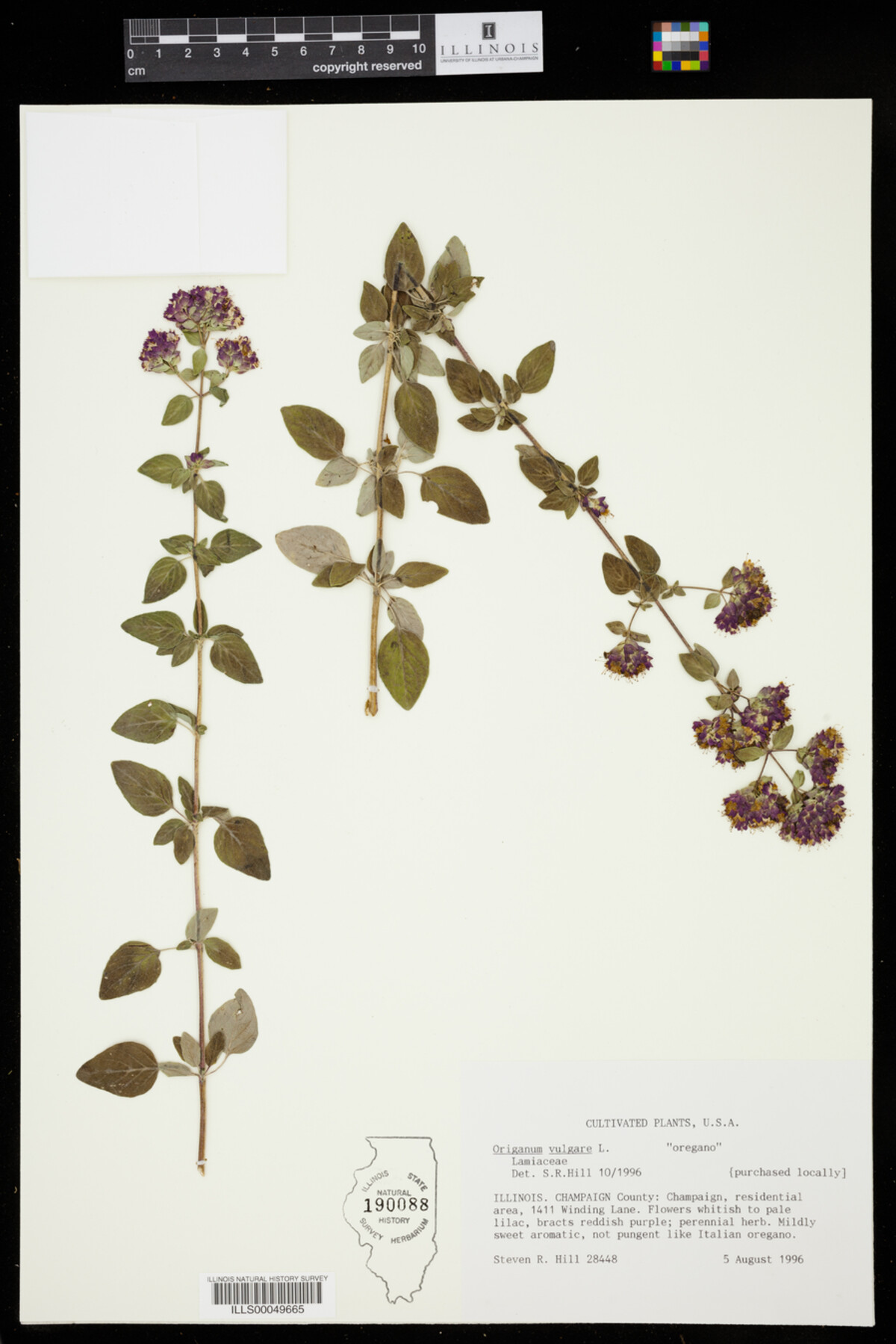 Origanum vulgare image