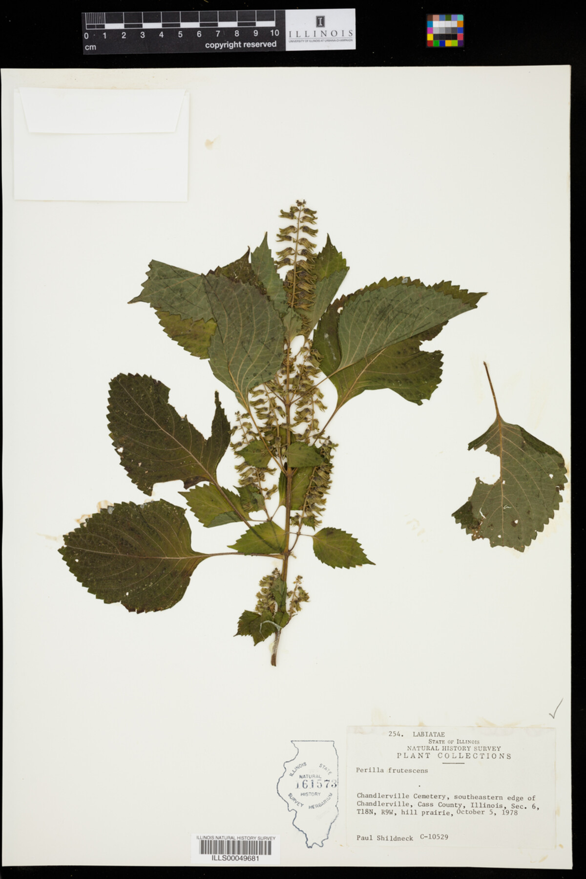 Perilla frutescens image