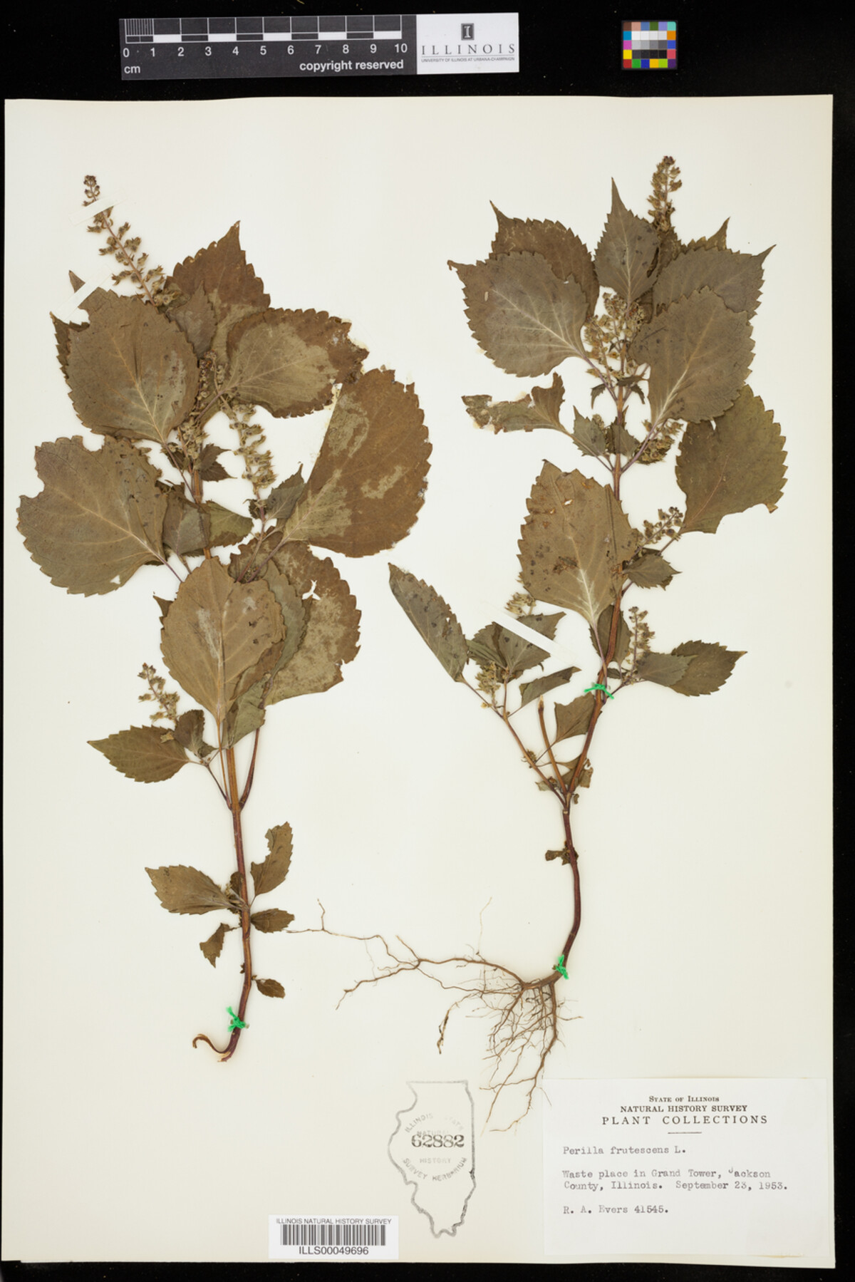 Perilla image