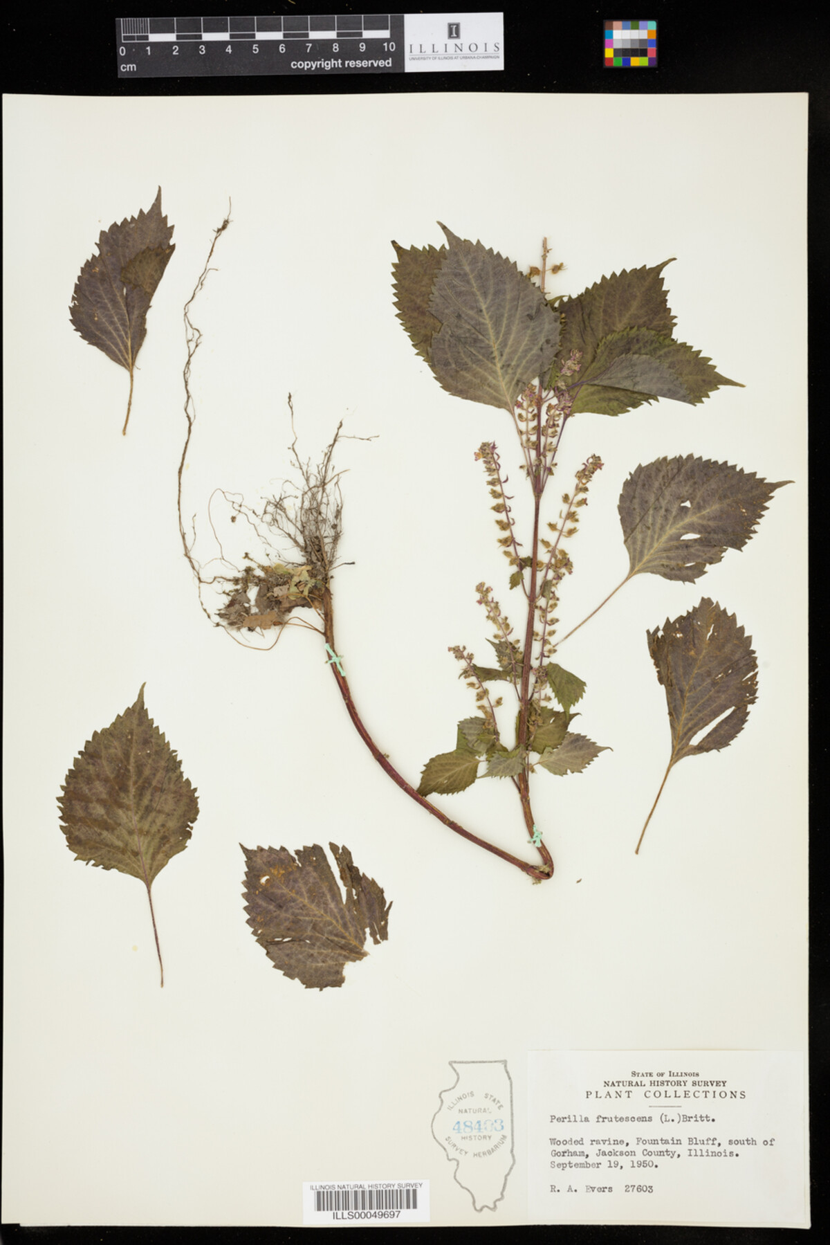 Perilla frutescens image