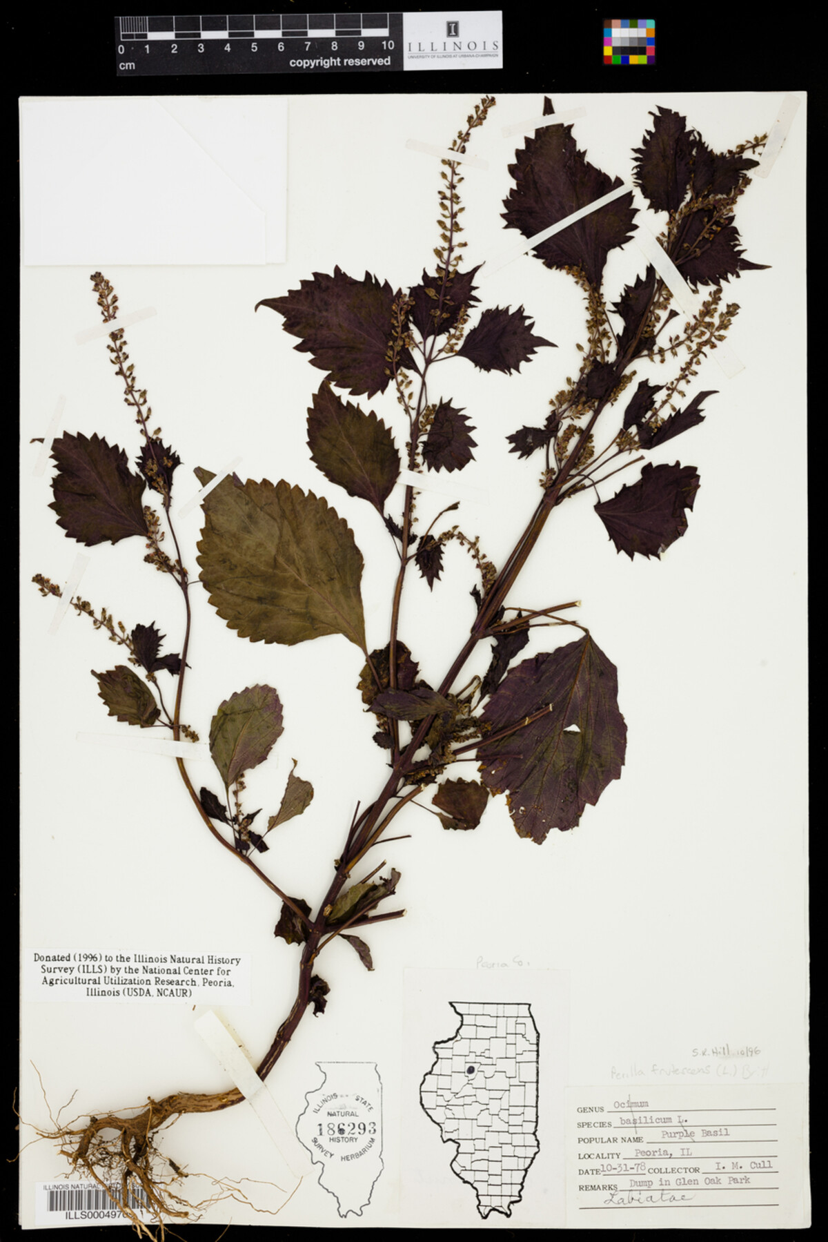 Perilla frutescens image