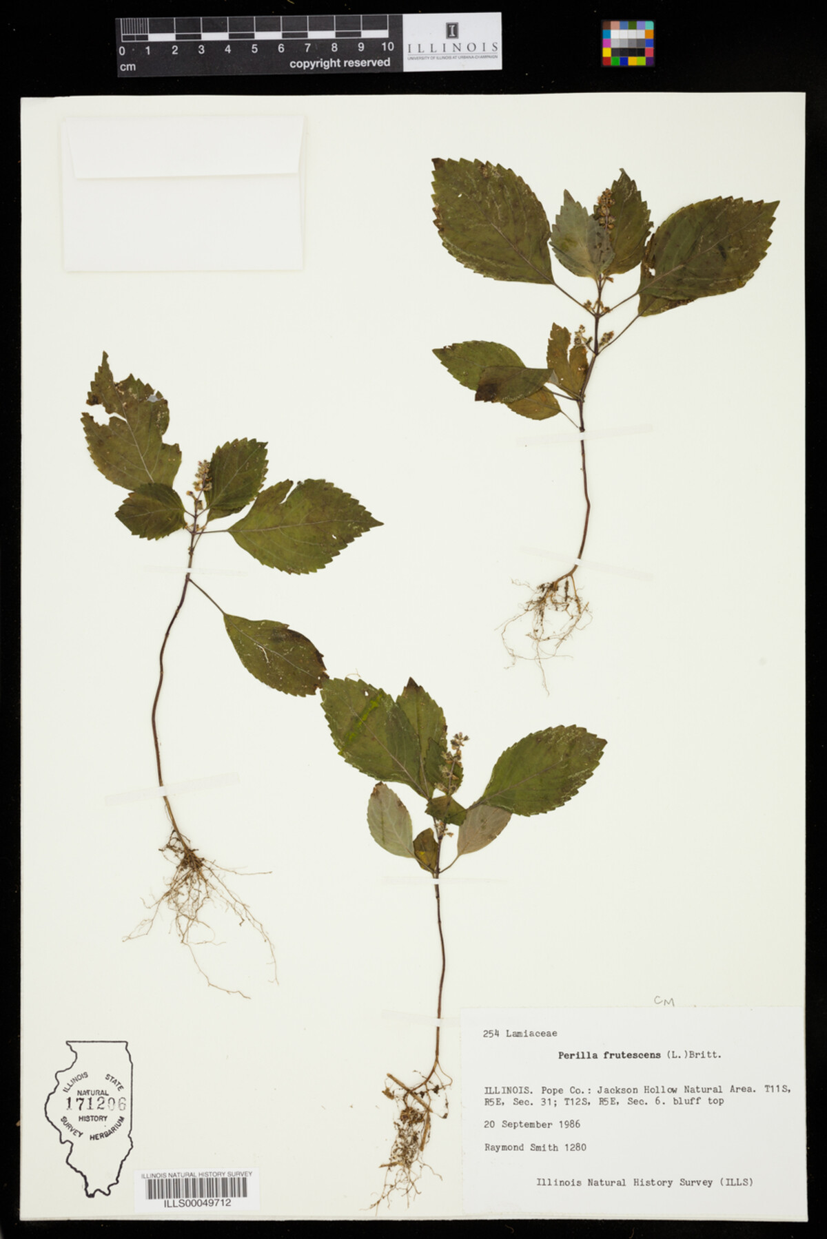 Perilla frutescens image