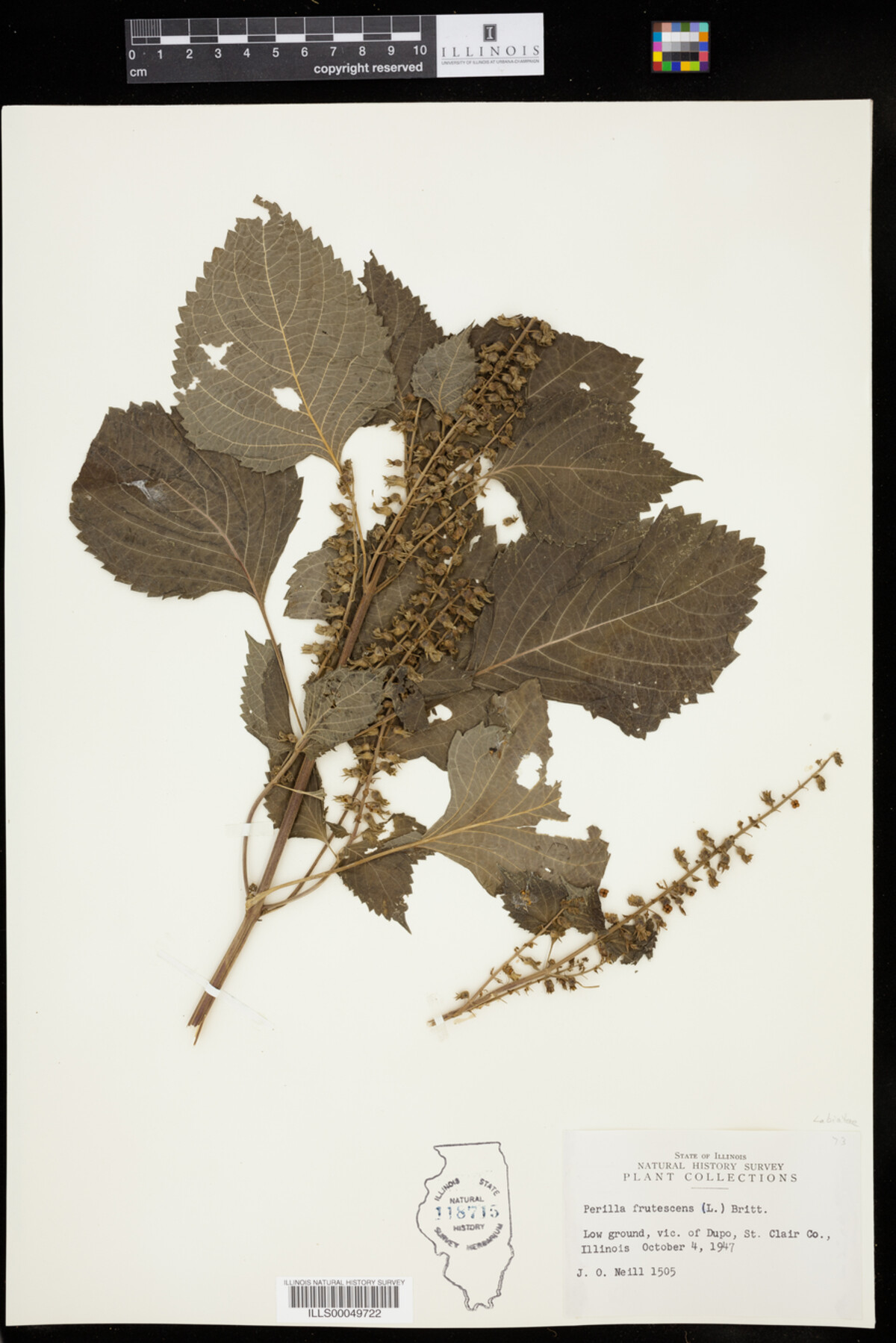 Perilla frutescens image
