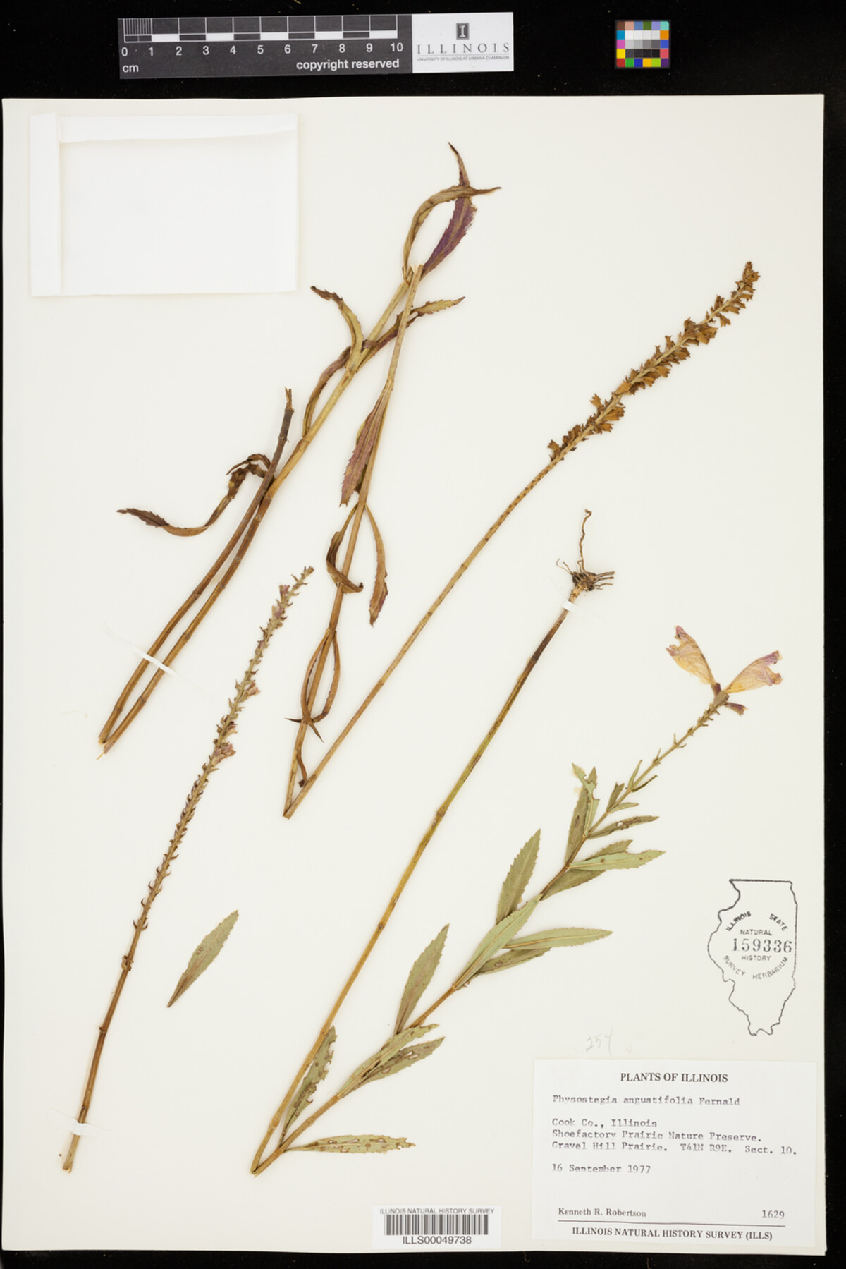 Physostegia angustifolia image