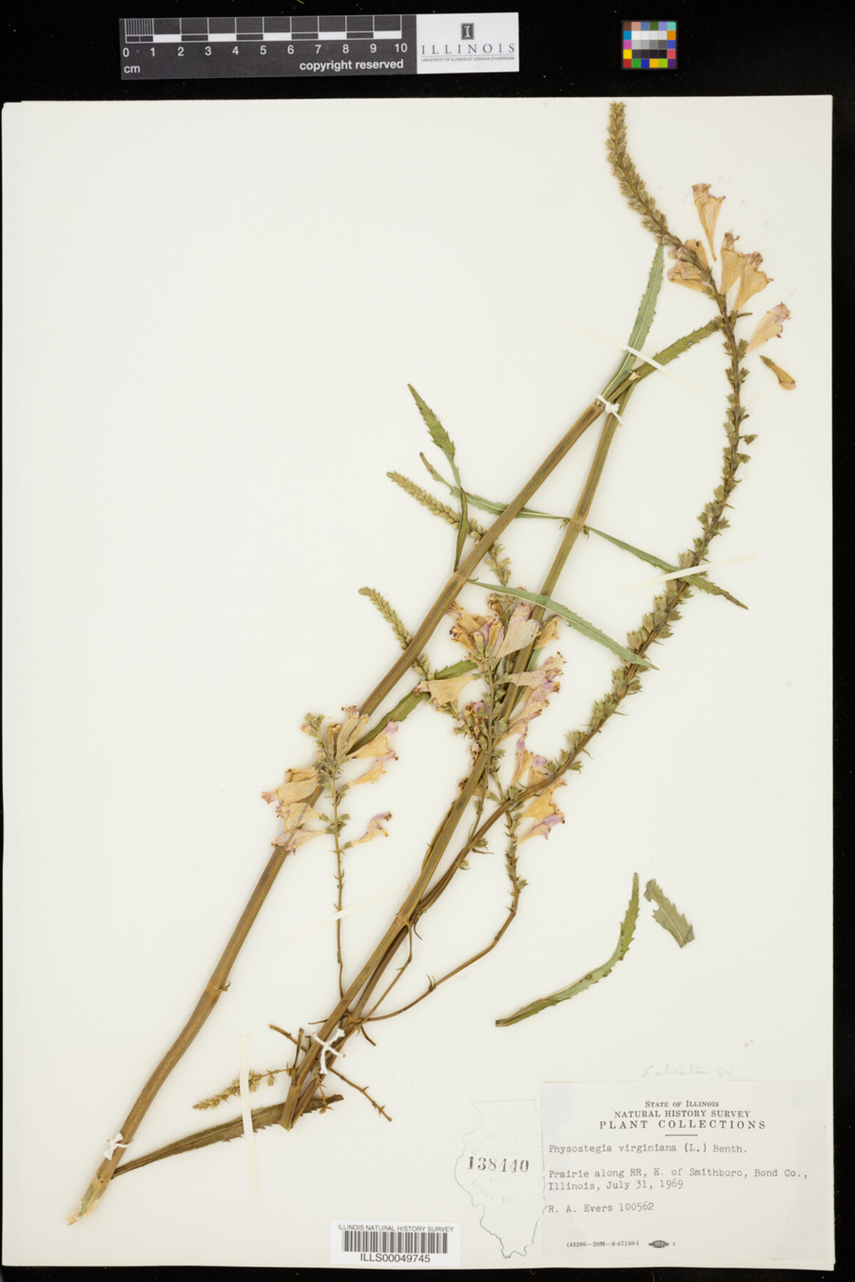 Physostegia image