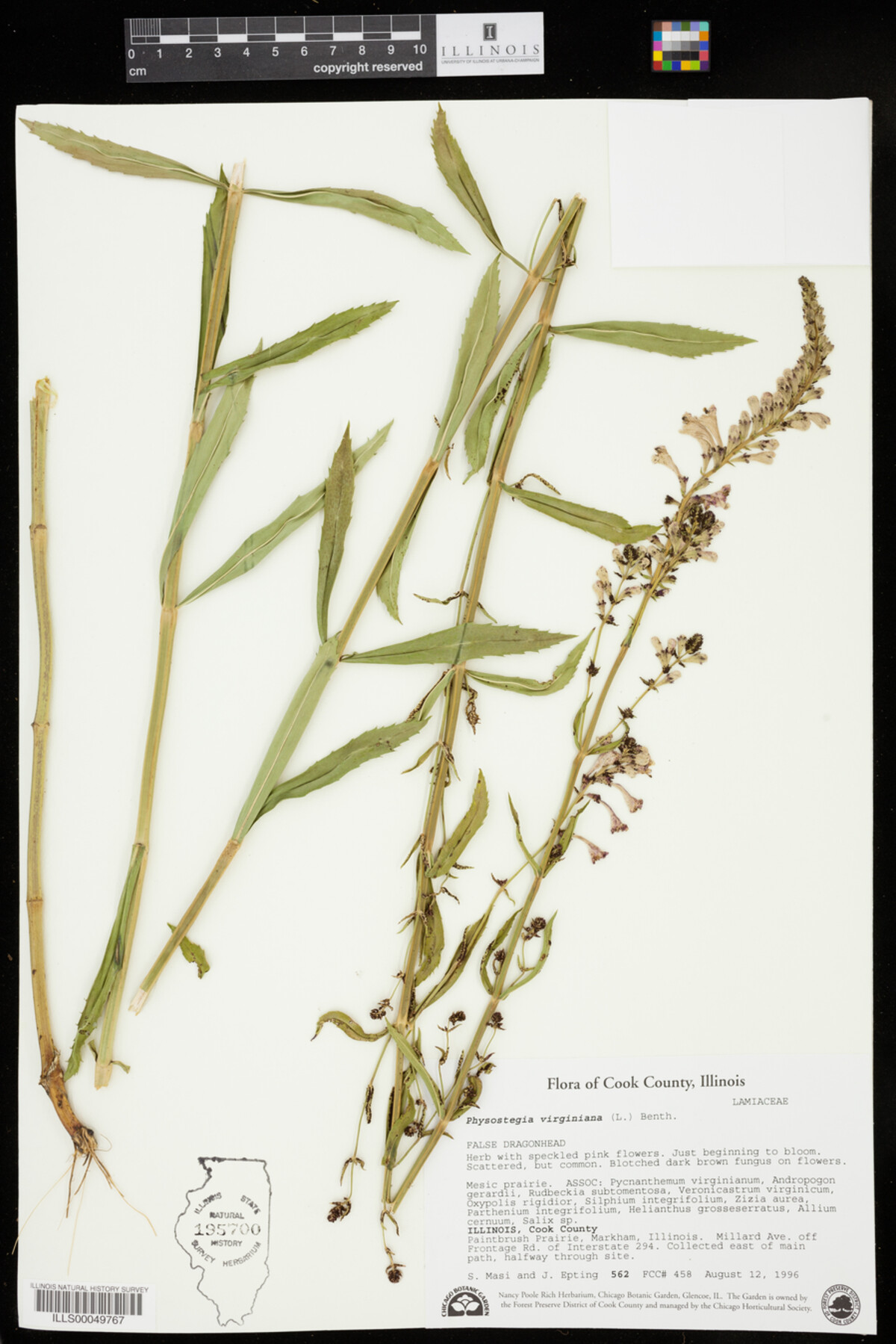 Physostegia virginiana image