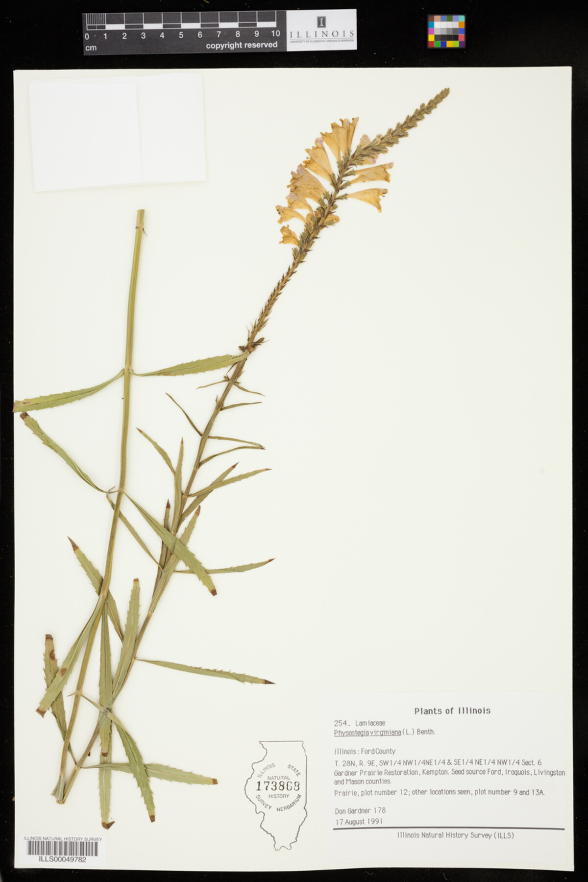 Physostegia virginiana image