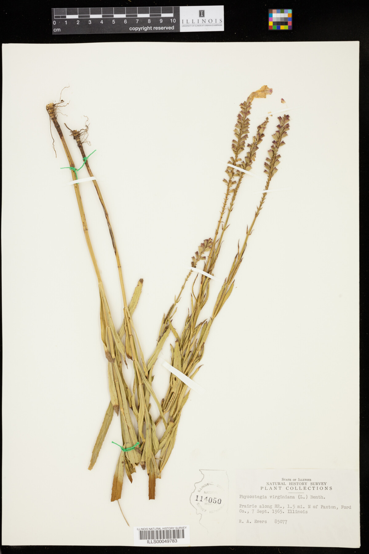 Physostegia virginiana image