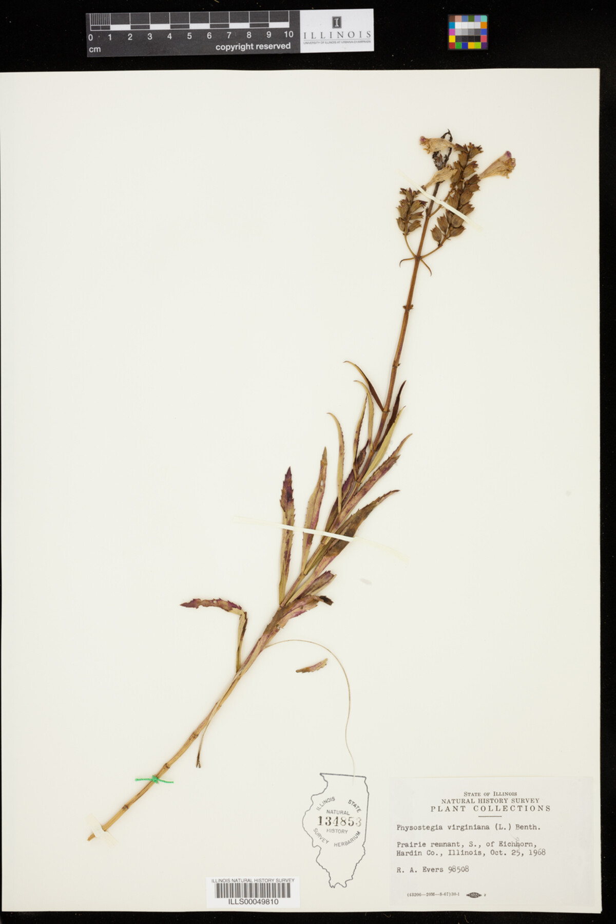 Physostegia virginiana image