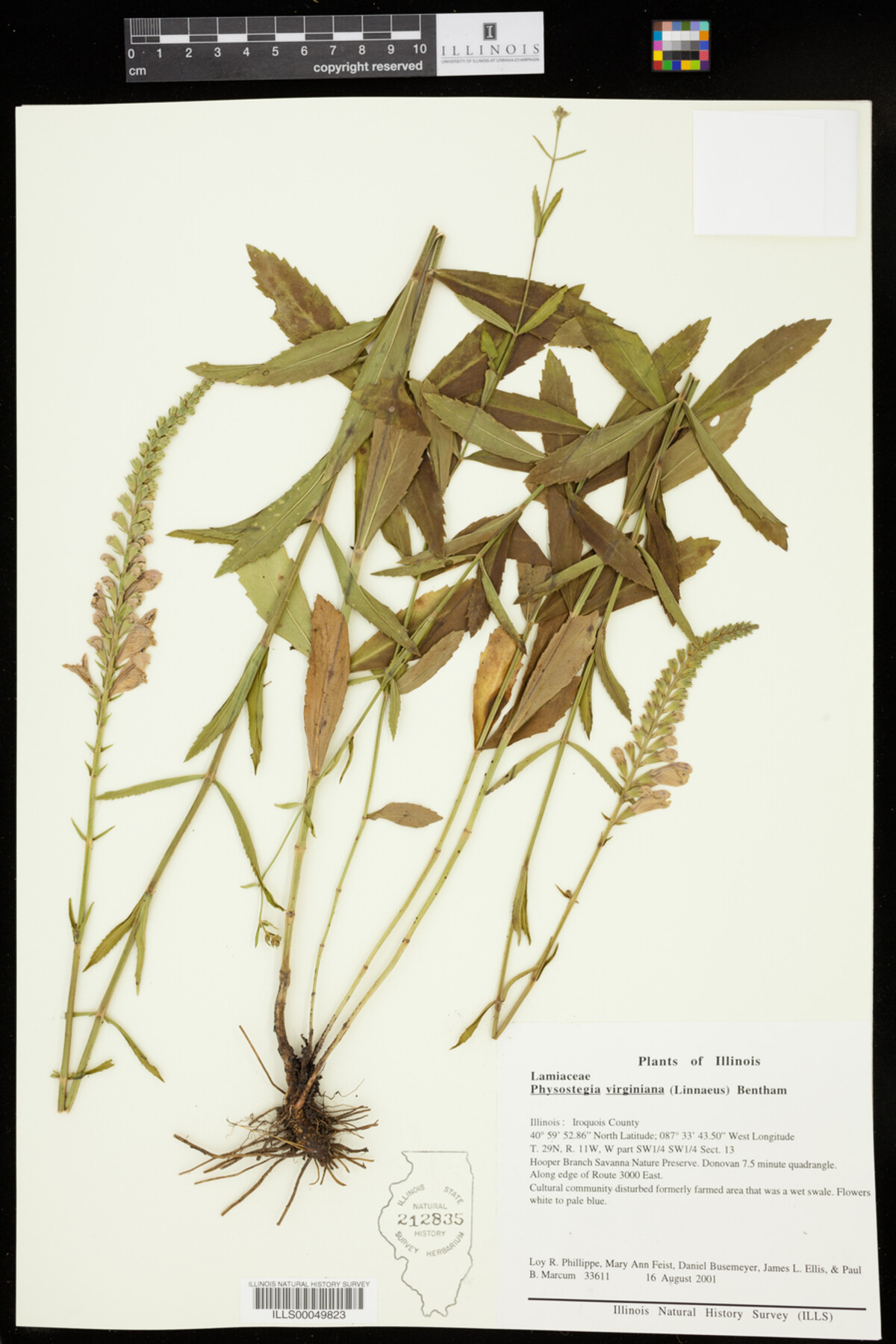 Physostegia image